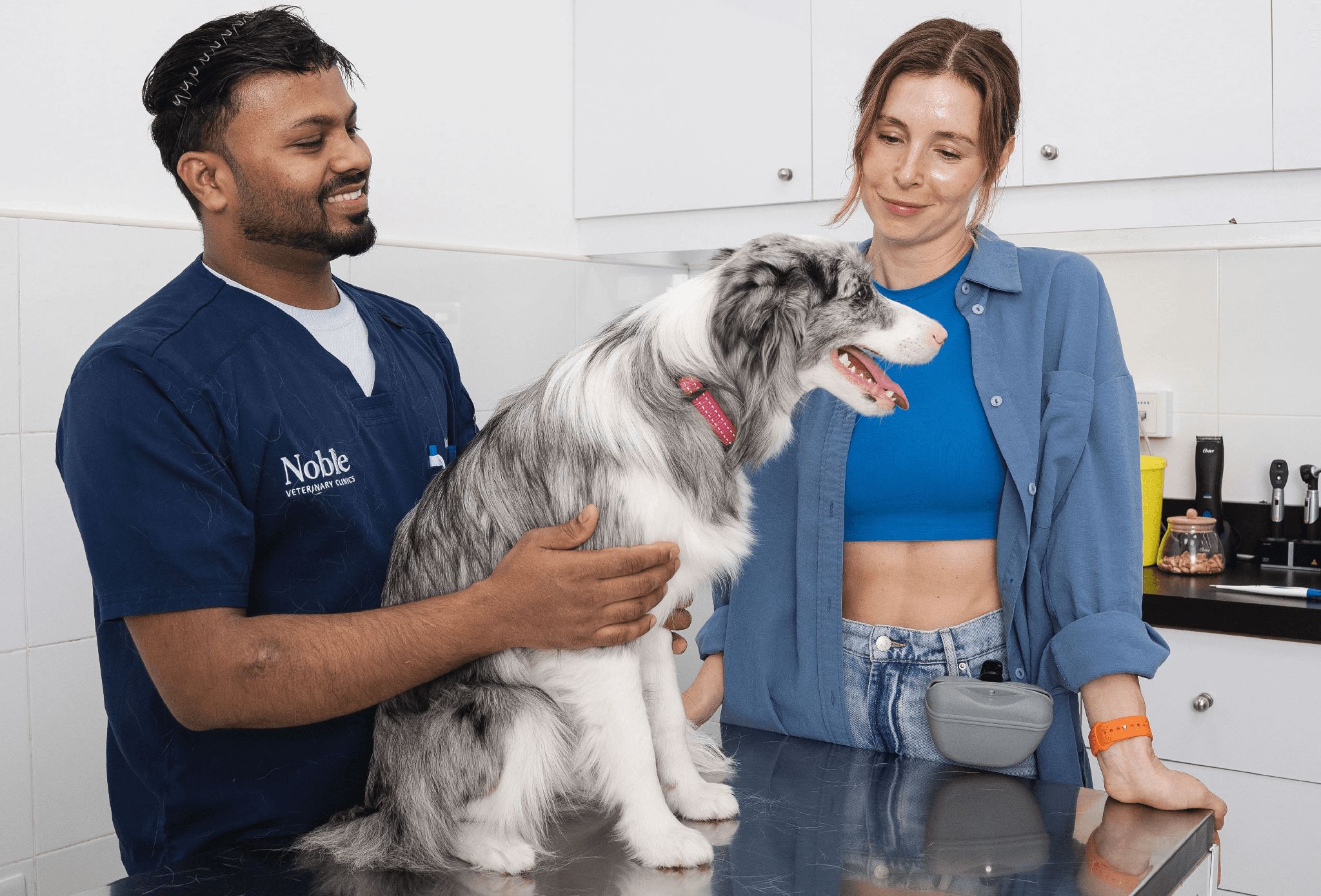 A dog is being examined and prepared for osteosarcoma treatment.