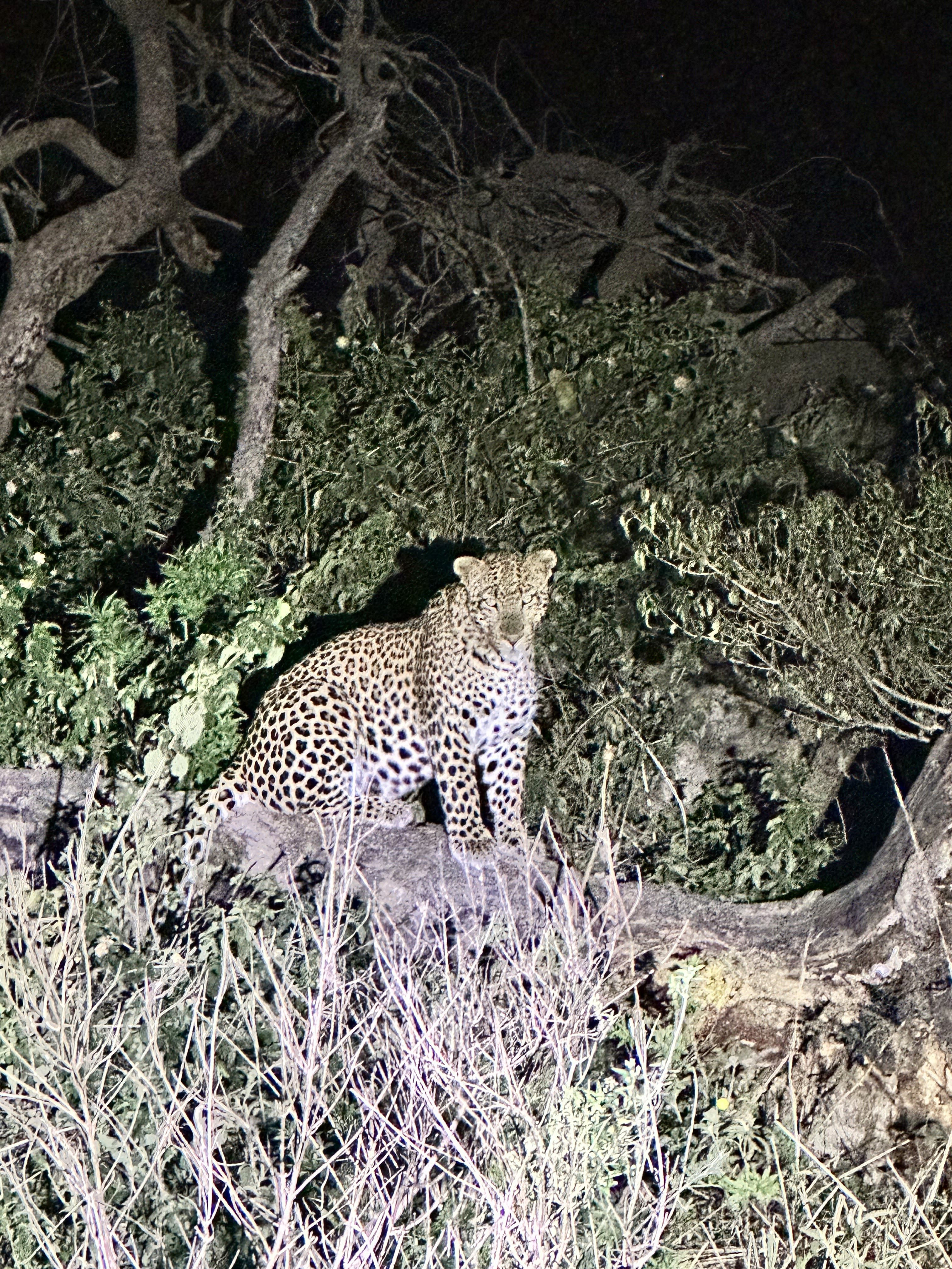 Kilimanjaro Elephant Ride, Arusha National Park, Tanzania – elefant i högt gräs tittar mot kameran, medan fem ryttare till häst på ridsafari i bakgrunden betraktar elefanten i ett grönt och frodigt landskap.