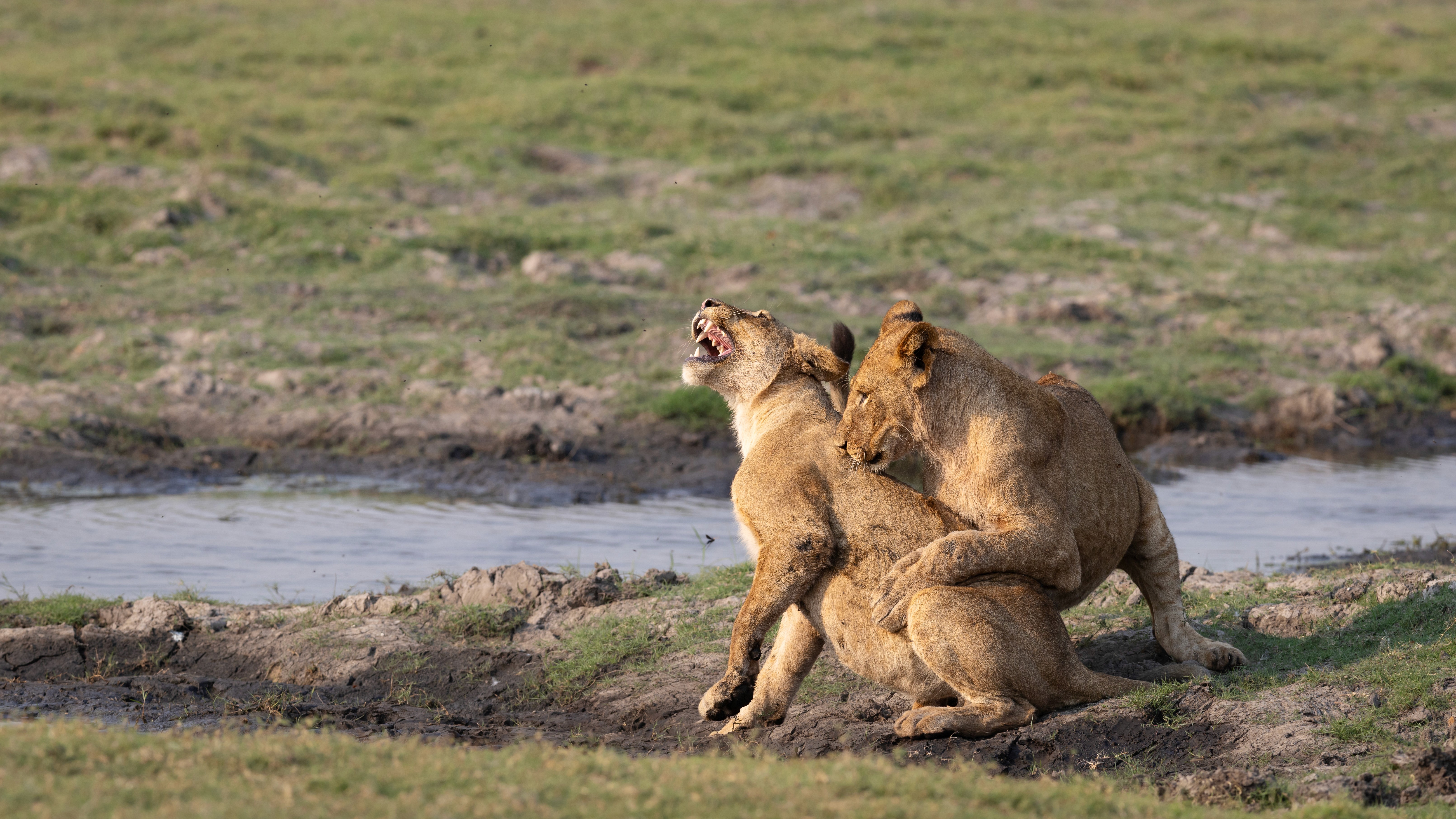 Two lions tussling on a grassy floodplain beside shallow water.