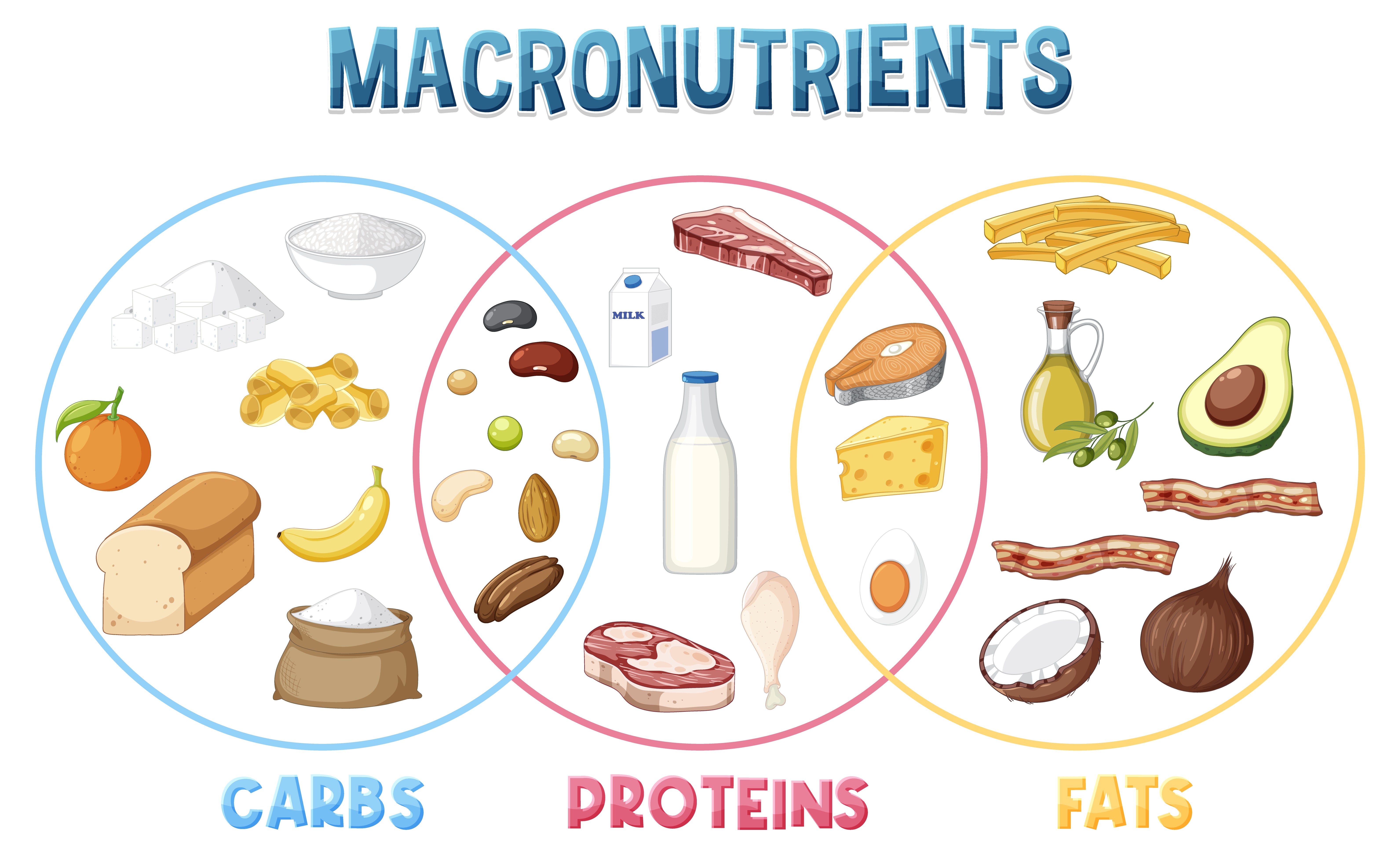 a chart depicting all the macronutrients 