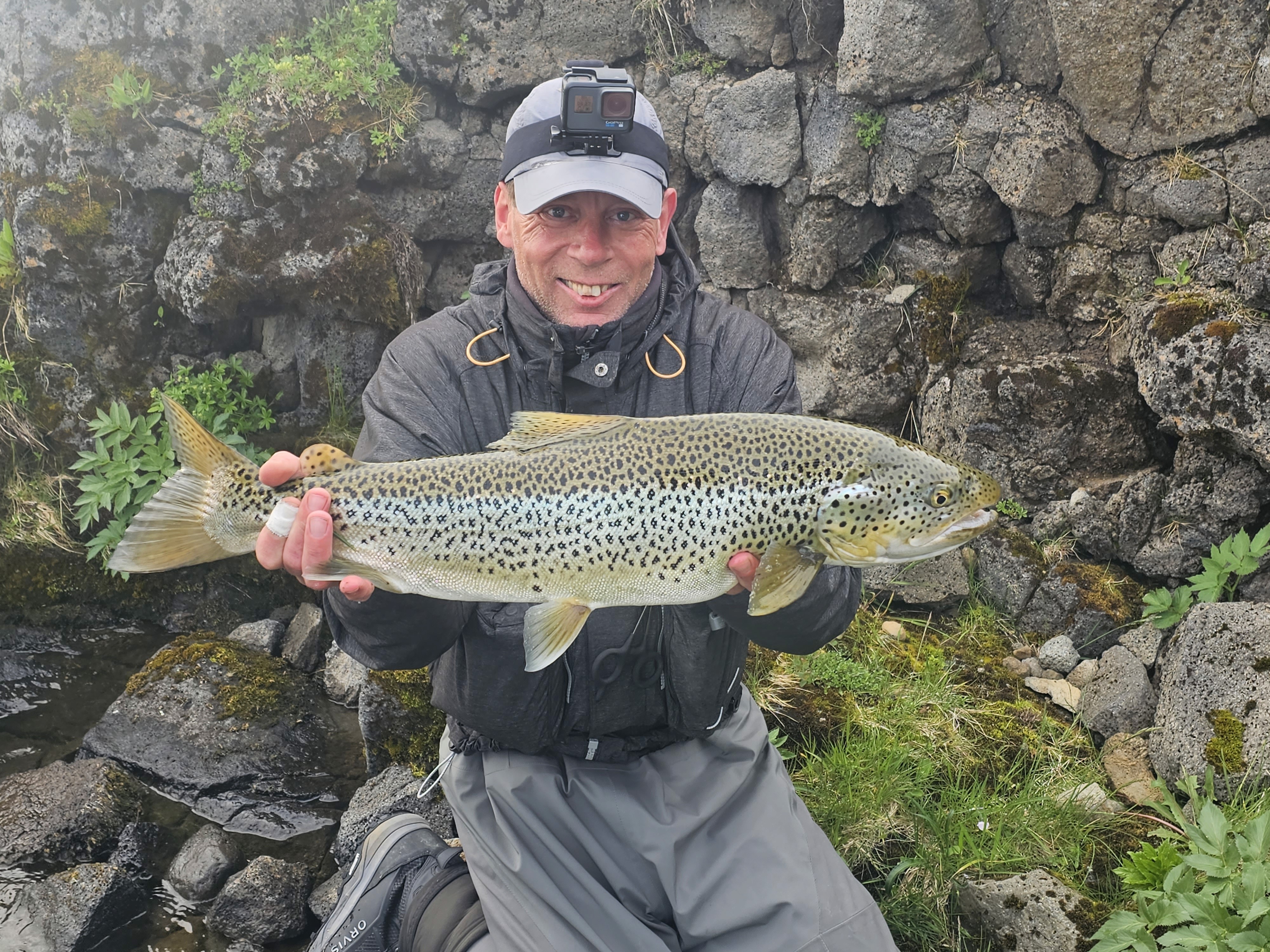 Island Brown Trout Arctic char fjeldørred