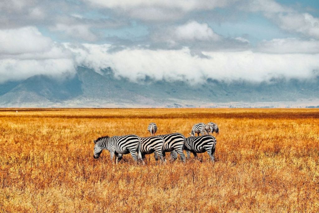 zebras in ngorongoro crater