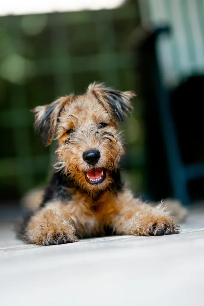 Image of a brown dog
