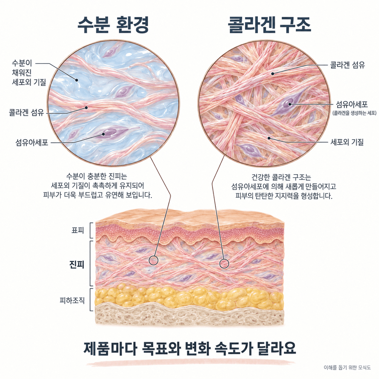 진피의 수분 환경과 콜라겐 구조를 나란히 확대한 스킨부스터 설명 모식도