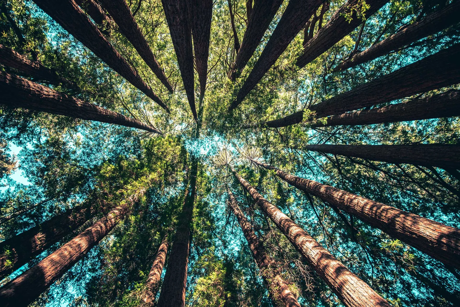Foresta delle Dolomiti vista dal basso con alberi maestosi