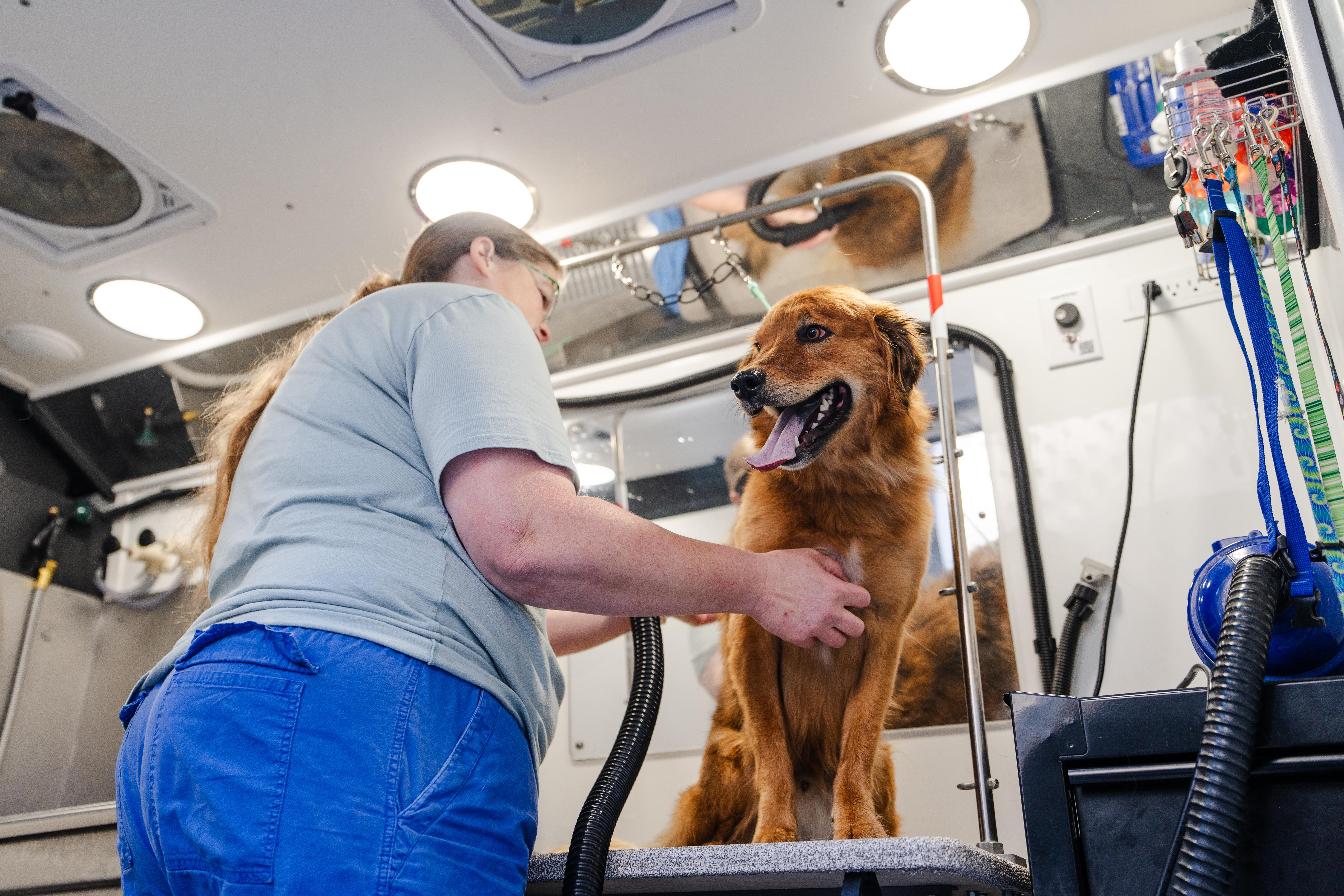 A groomer bathes a reddish-brown double-coated dog in a mobile grooming van in Huntersville, Charlotte