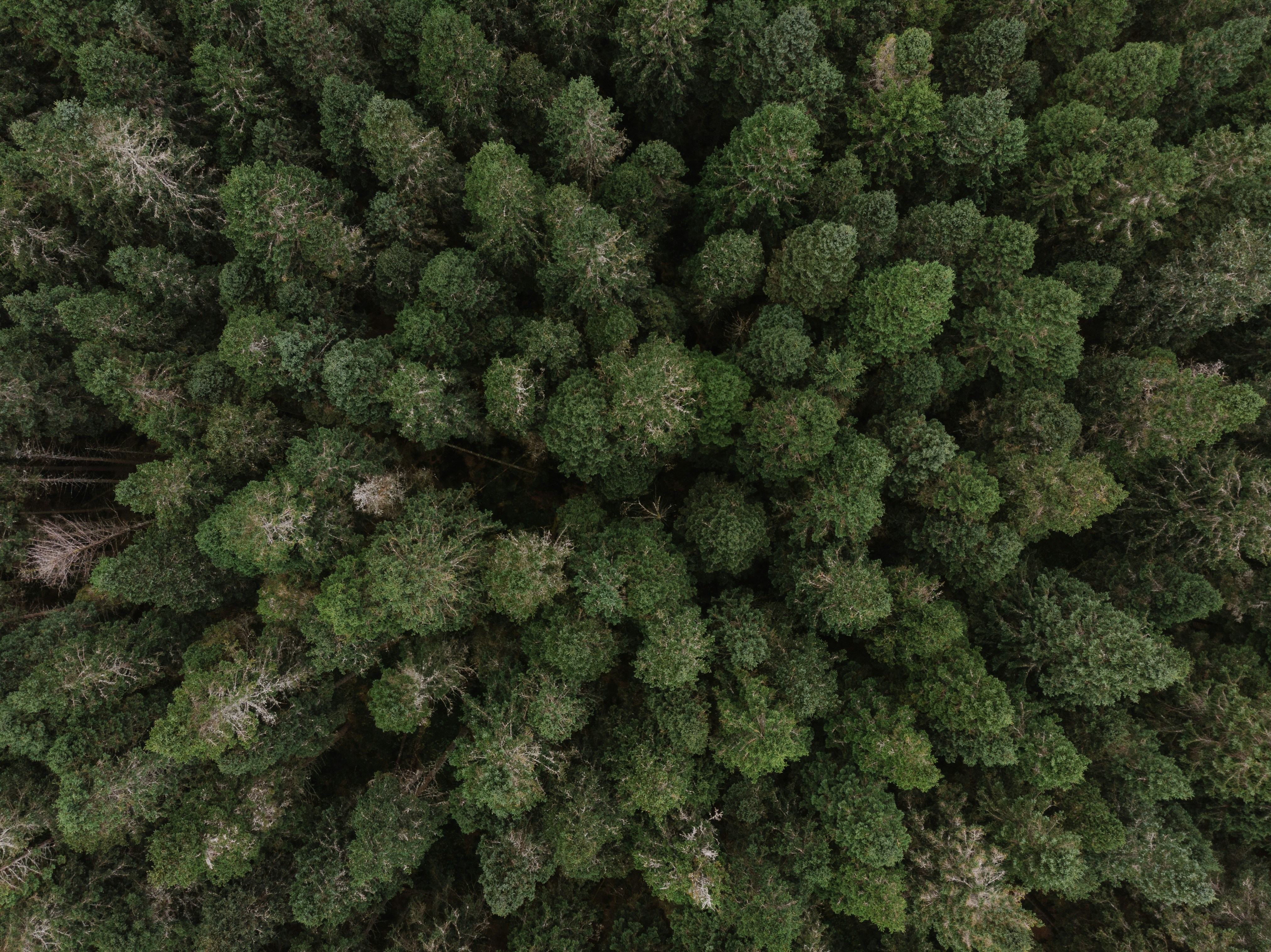 green leaf trees at daytime