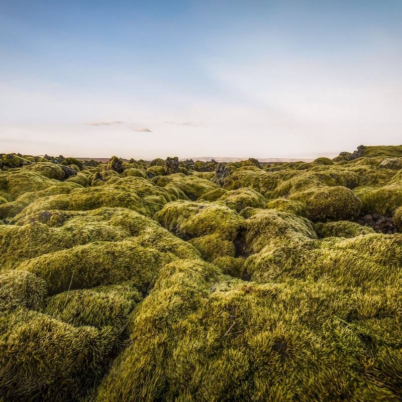 The moss-covered Eldhraun lava field in South Iceland, where thick green moss blankets the rugged lava formed during the historic Laki eruption, creating one of Iceland's most iconic volcanic landscapes.