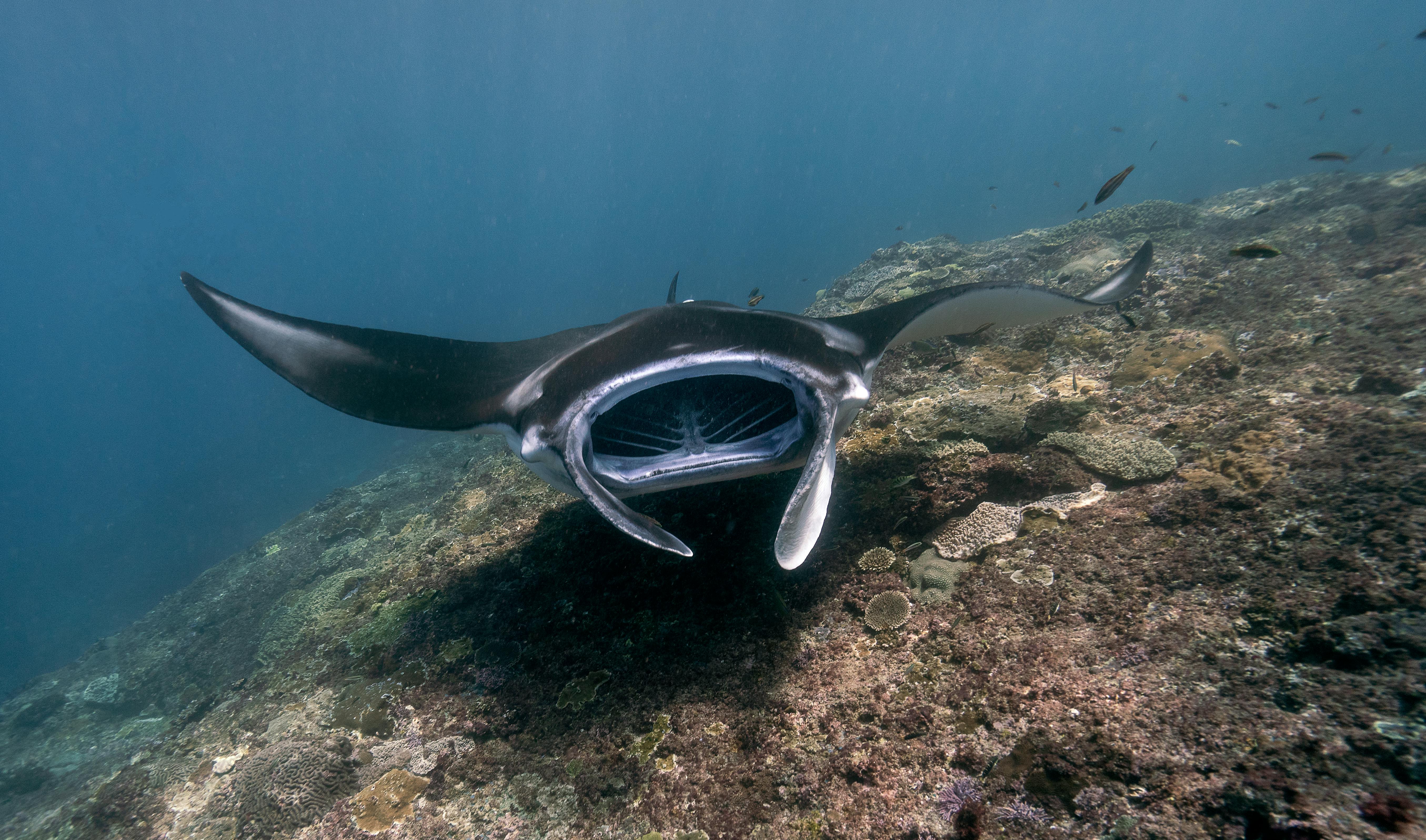 manta ray in komodo island in indonesia