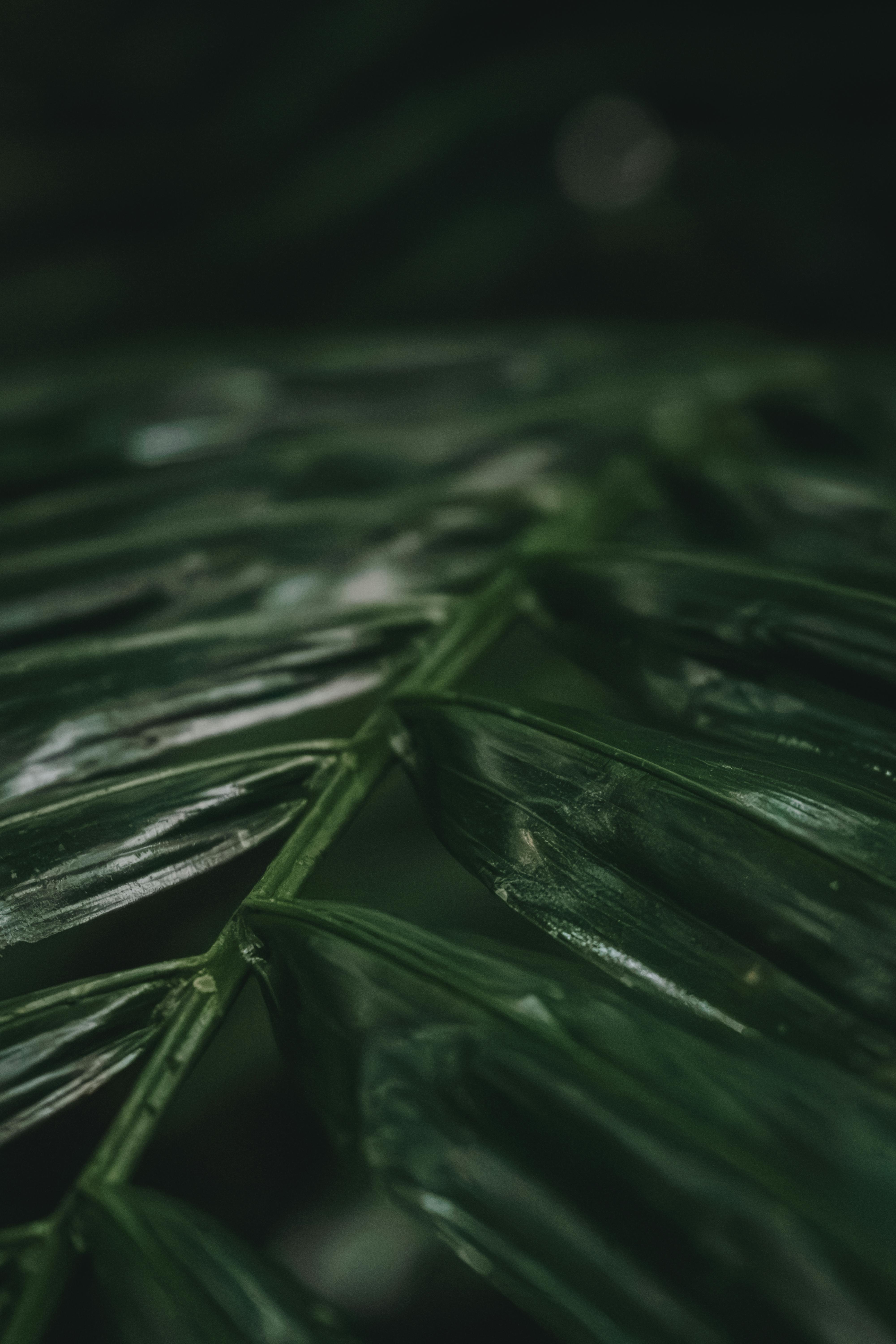 bloom academy 2024 logo.png