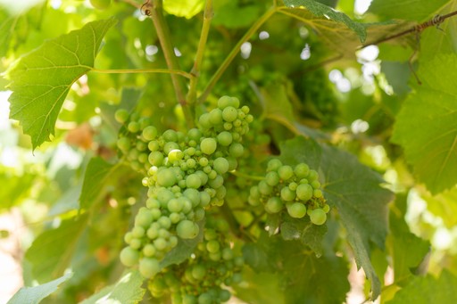 A close-up of a bunch of ripe red grapes hanging from a vine.