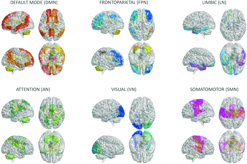 Specialized brain networks showing default mode, frontoparietal, limbic, attention, visual, and somatomotor networks demonstrating cerebral cortex brain function and neural network architecture