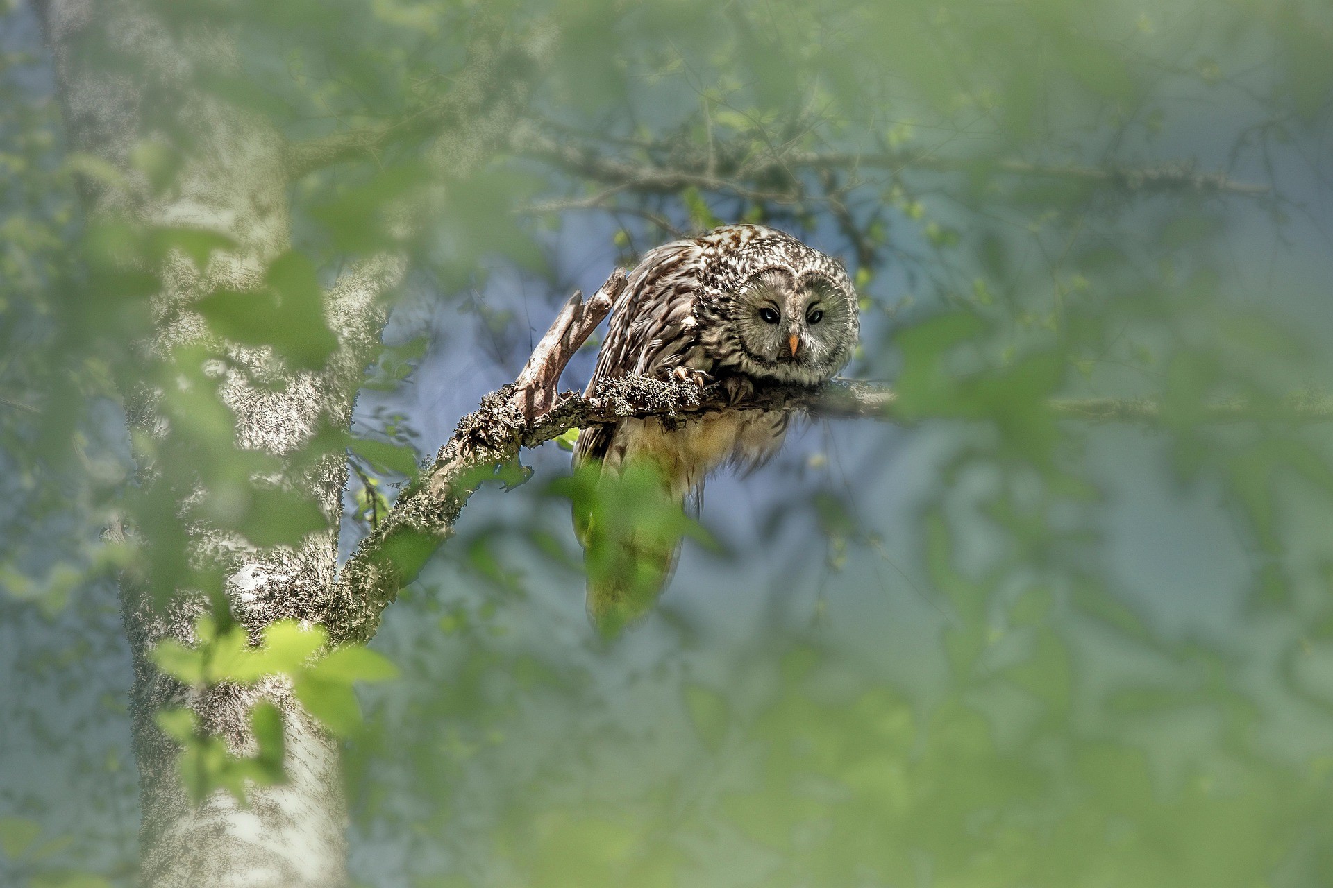Close-up of lush, dark green leaves, some glossy and wet, against a muted background.