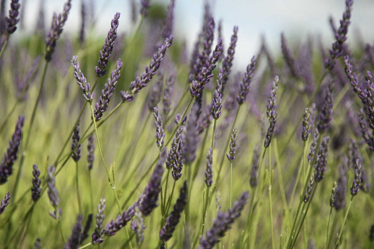 a field of lavender