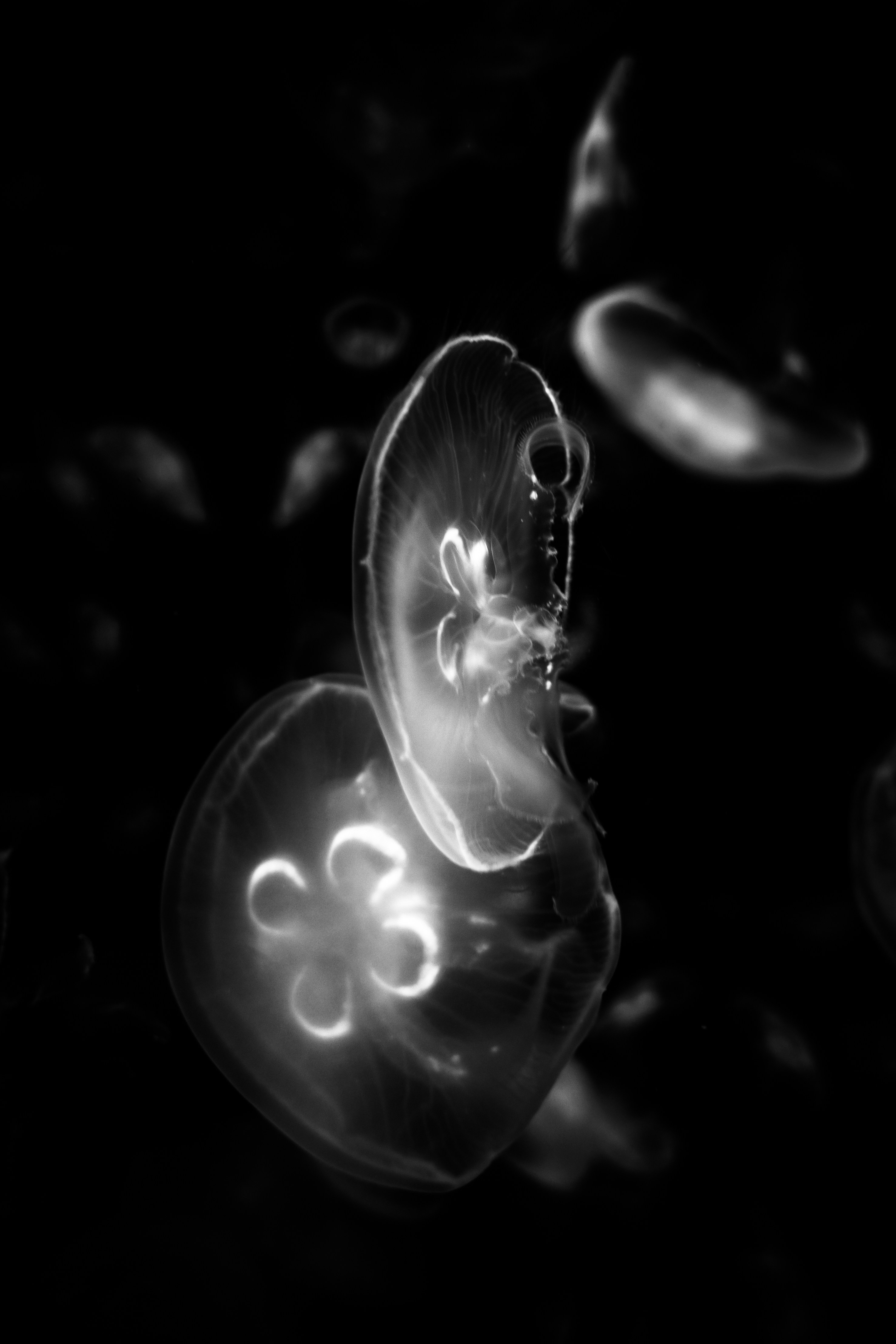 Soft, organic white form floating against a dark background, resembling a petal or folded fabric