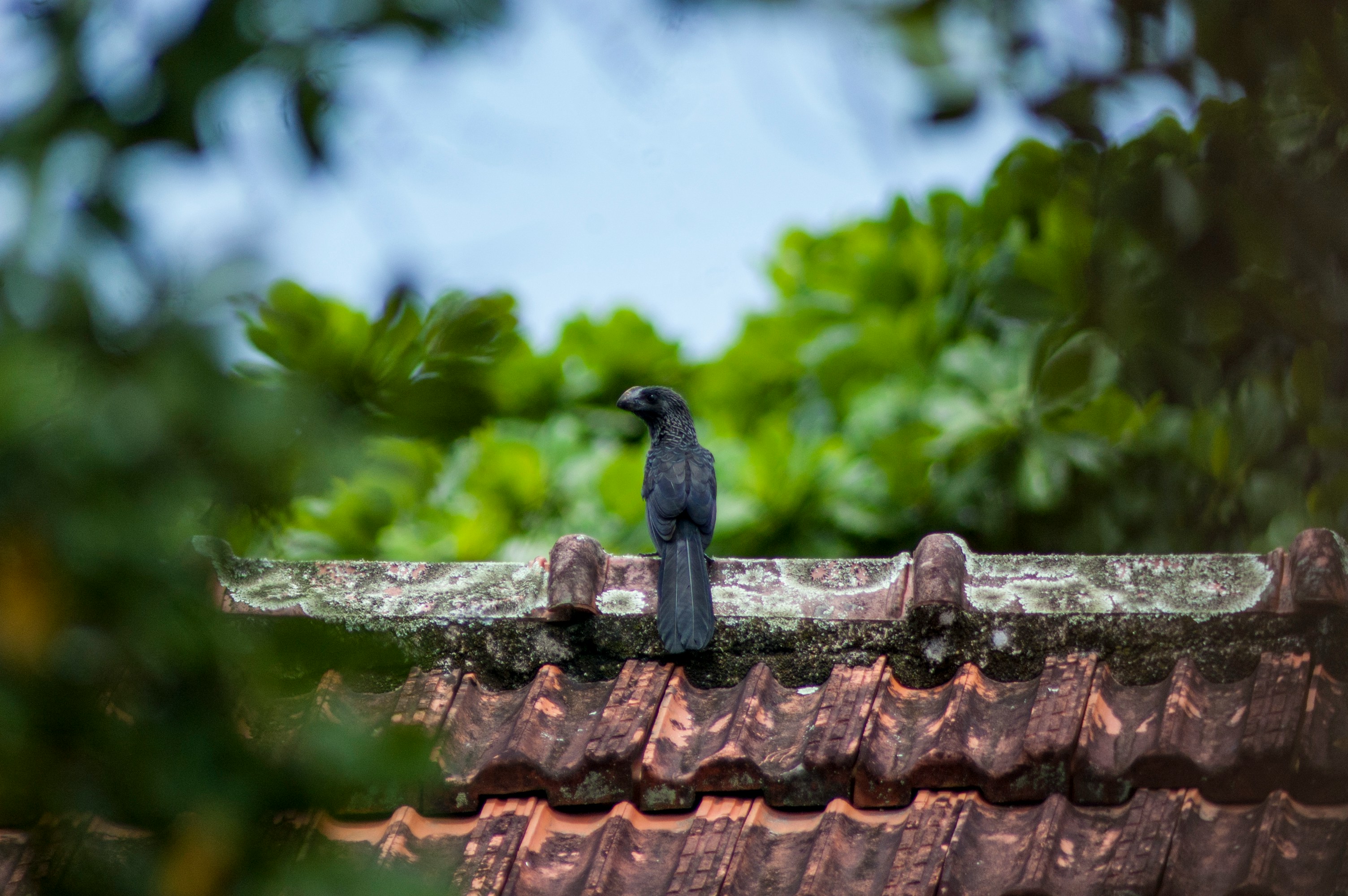 Signs You Need a New Roof, When to Replace Roof, Roof Replacement Warning Signs