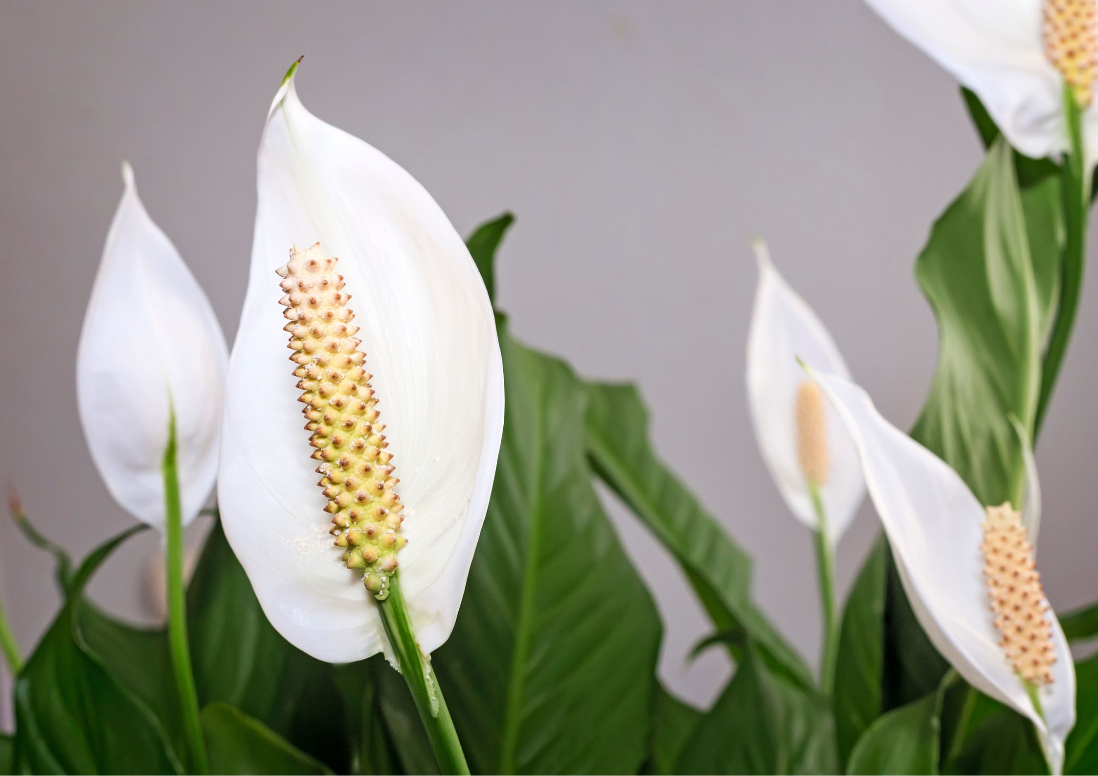 Caring for spathiphyllum indoors