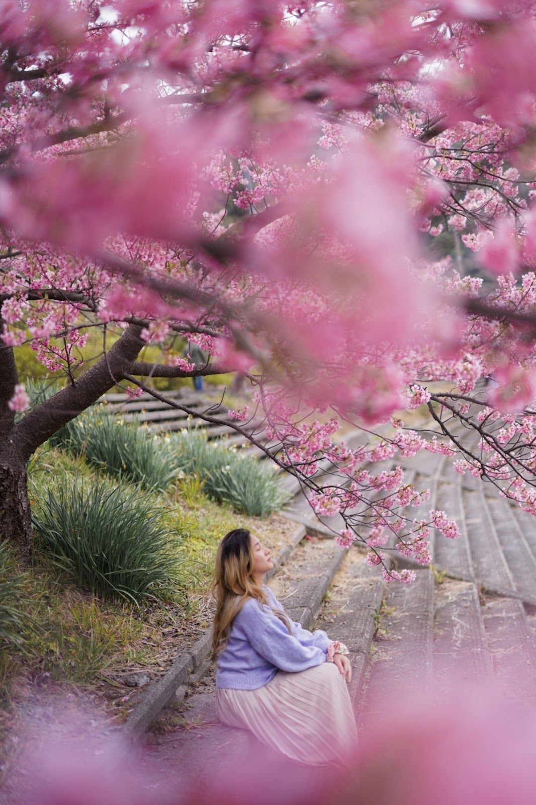Person posing under sakura at Minamiizu