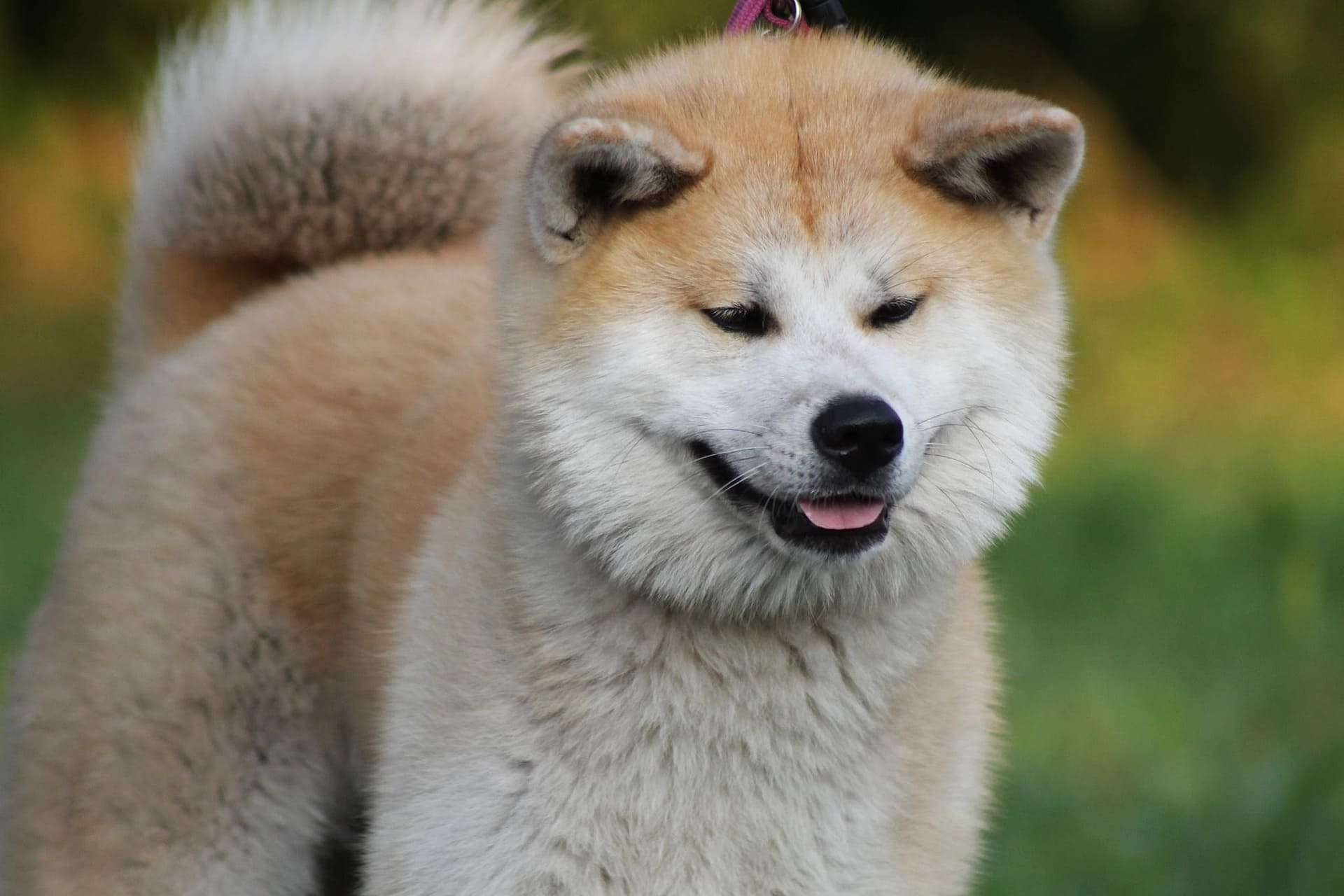 An Akita is standing on the grass and looking down.