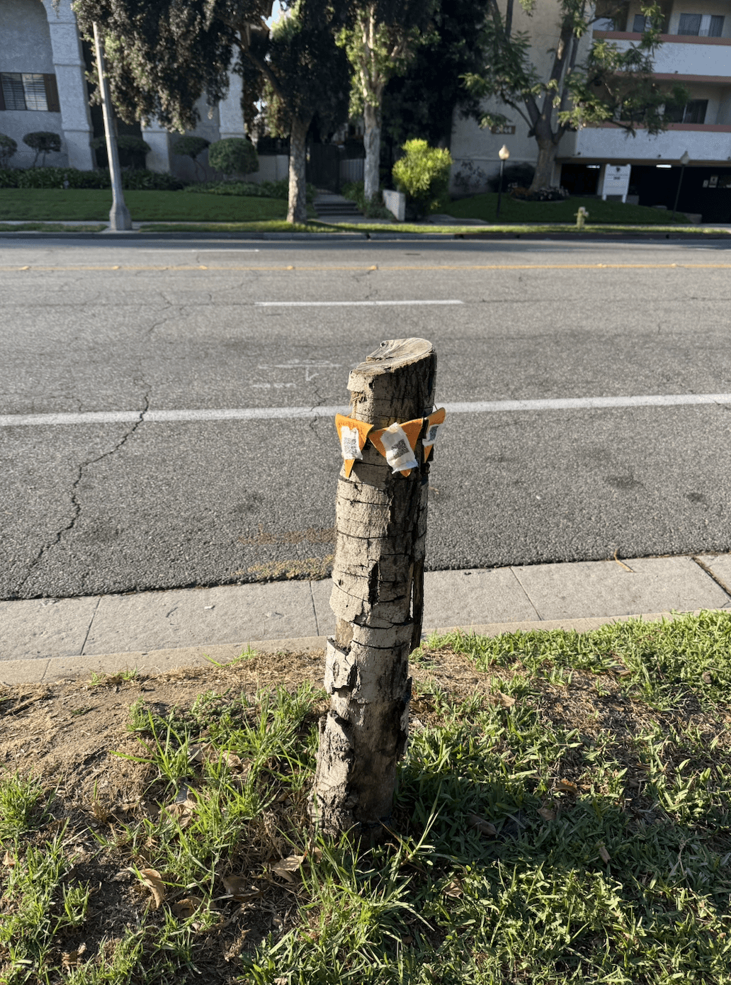 HyperCare!, Mayela Rodriguez, Pasadena, California, USA, uncommissioned, 2025