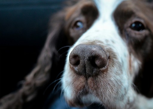white and brown coat dog