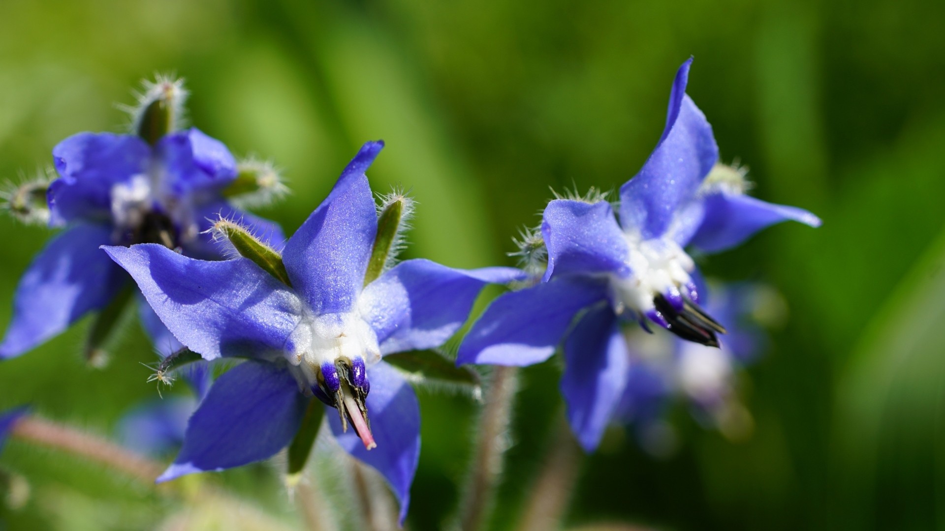 Borage (Borago officinalis)