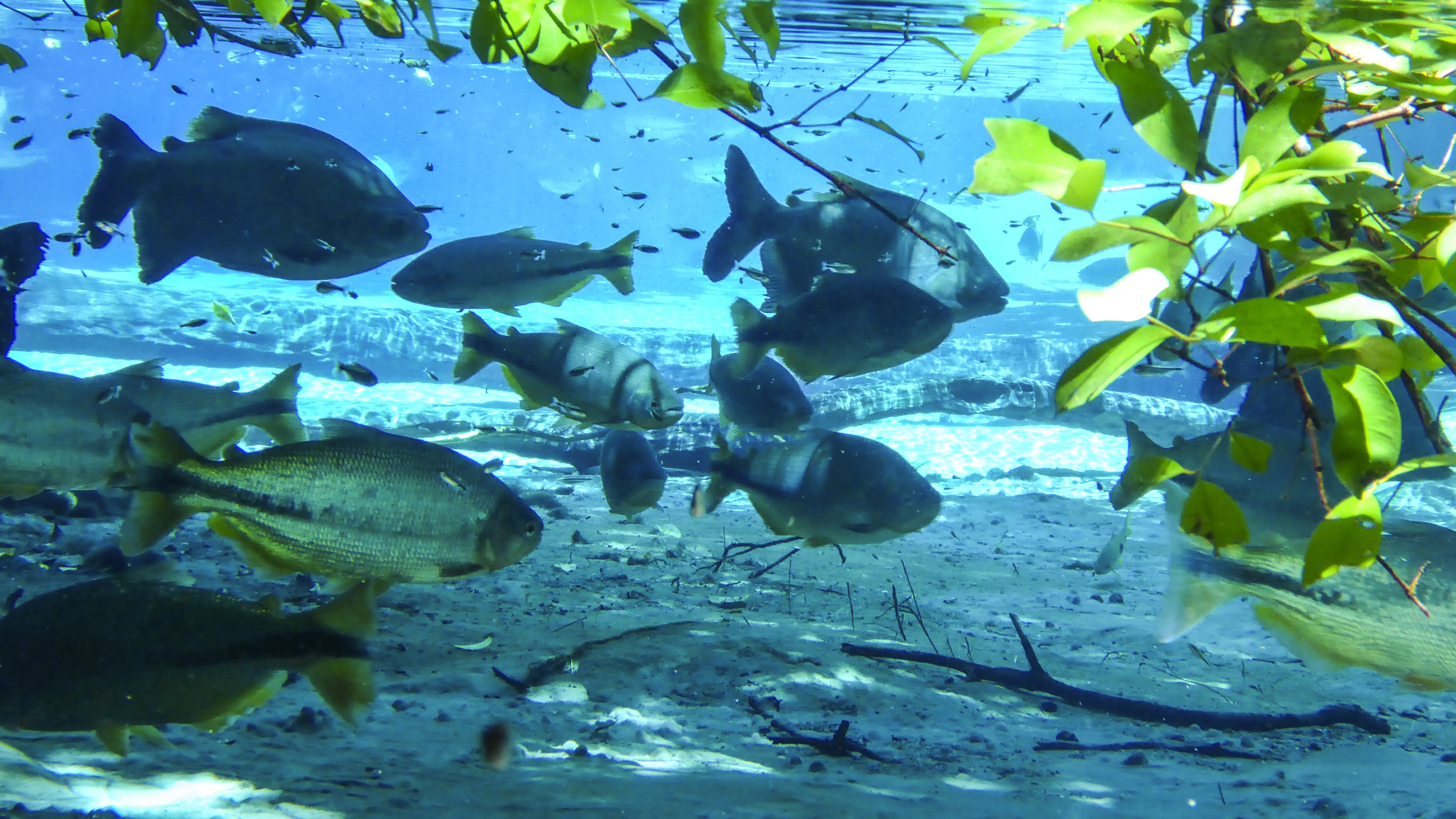 Blick unter Wasser im Rio Salobra bei Nobres: Schwärme tropischer Fische gleiten durch das kristallklare Quellwasser – eines der spektakulärsten Schnorchelerlebnisse Brasiliens.