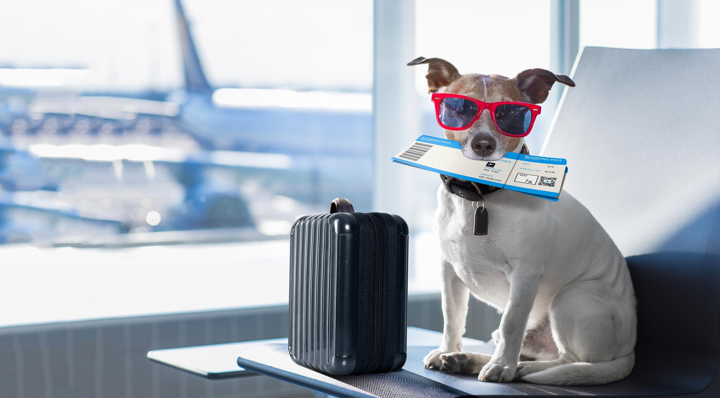 A dog getting ready for a adveturous travel