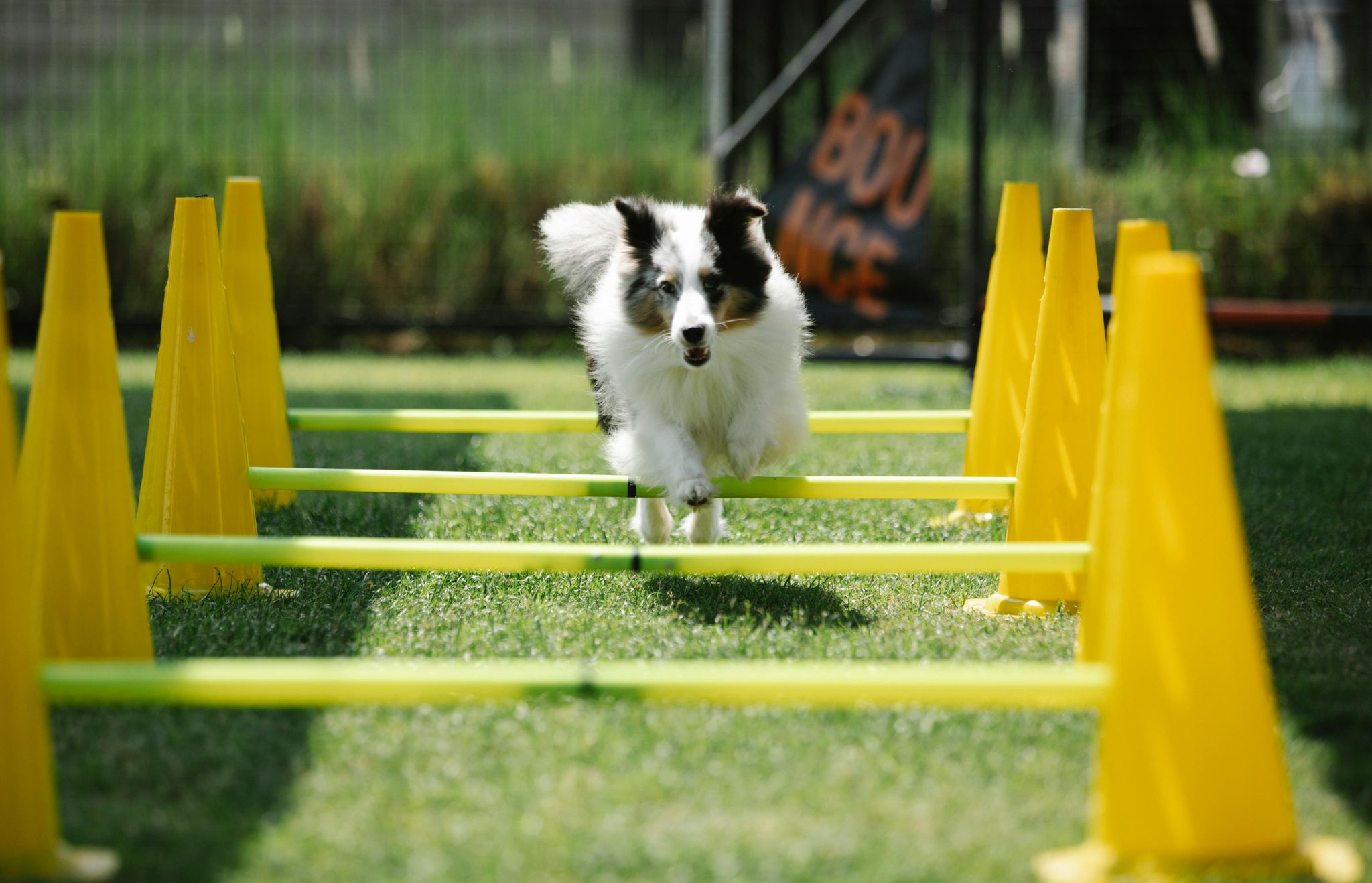 A dog is jumping and running above the hurdles with yellow cones.