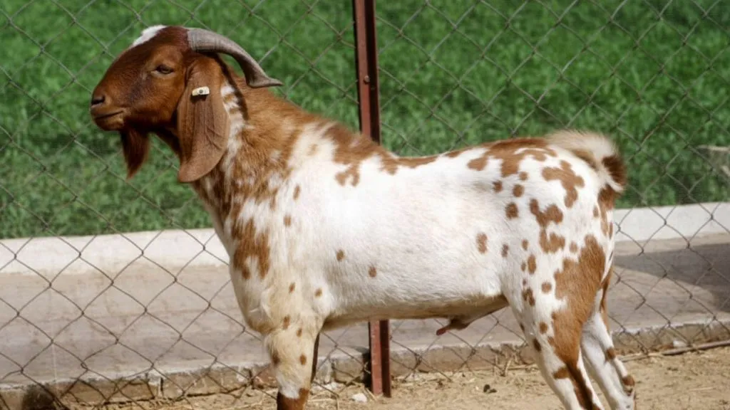 Barbari Goat Breed