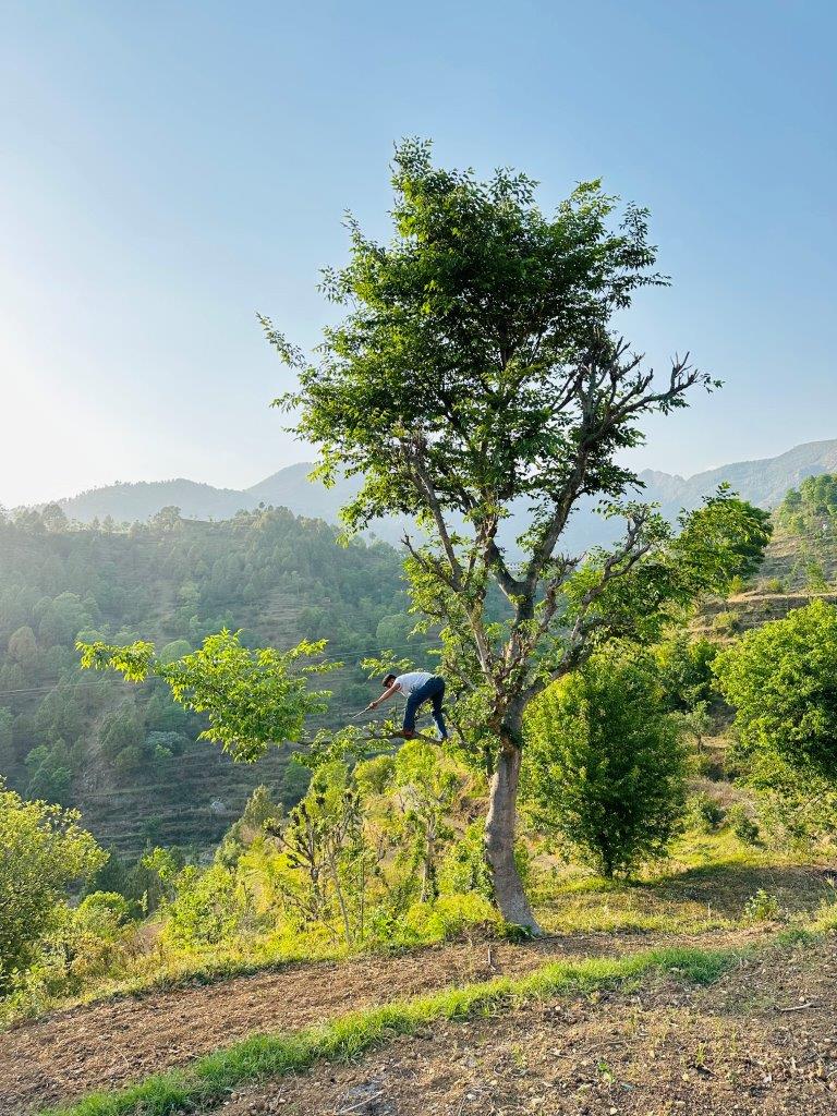 man climing tree in mountain