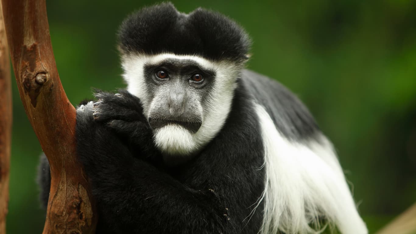 black and whote colobus monkey in tree