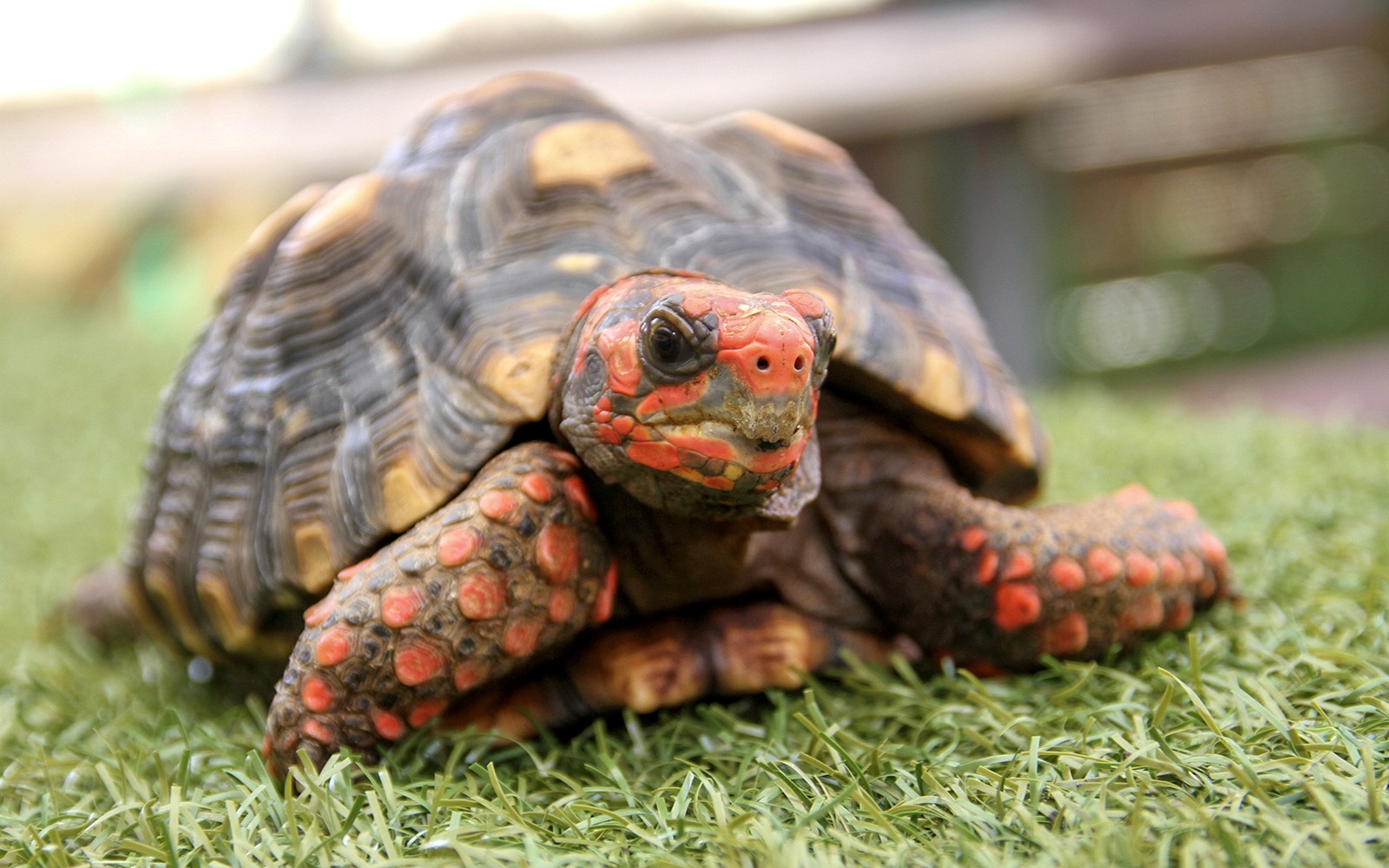 Turtle on grass at Everglades Holiday Park.