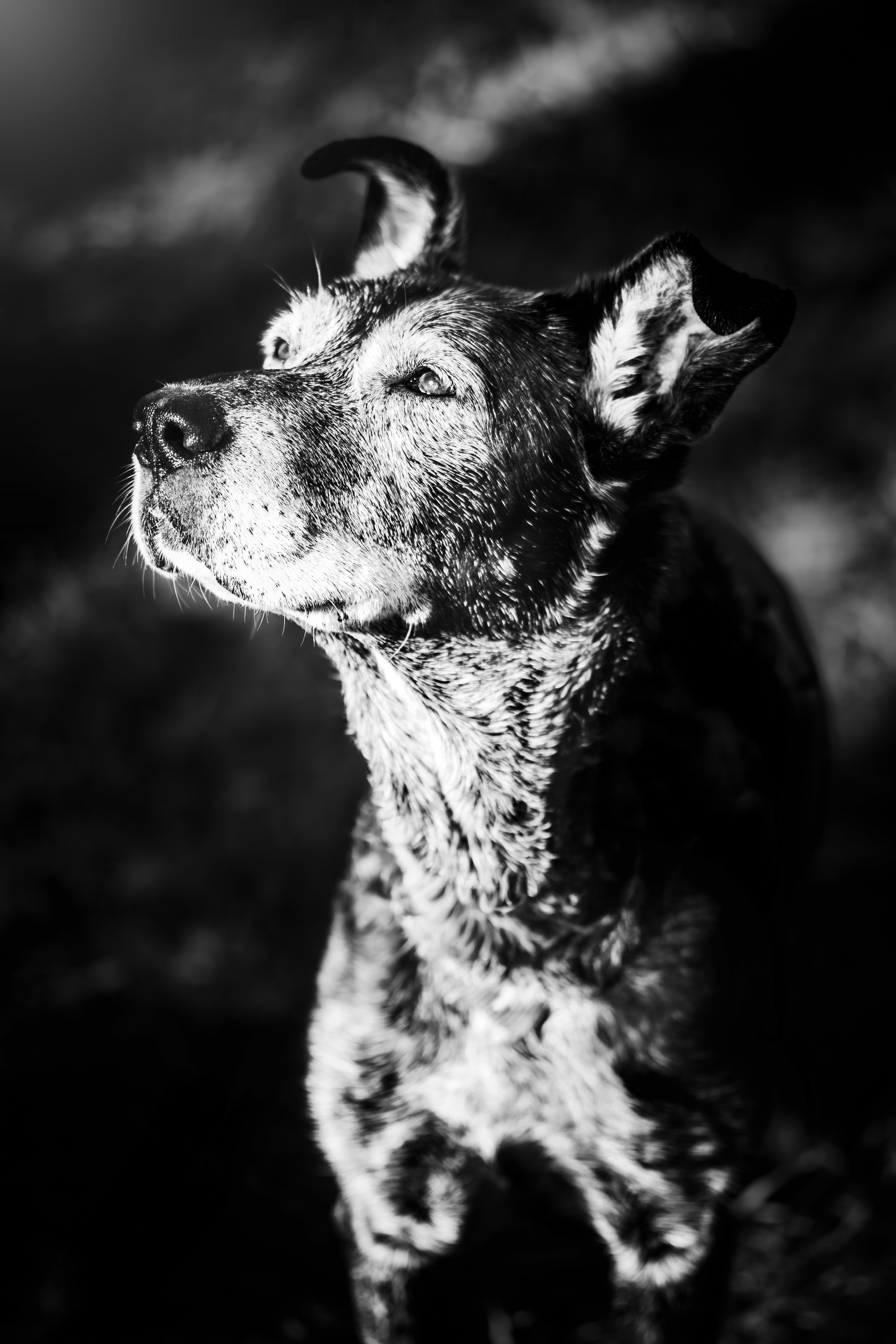 Perro tomando el sol en blanco y negro