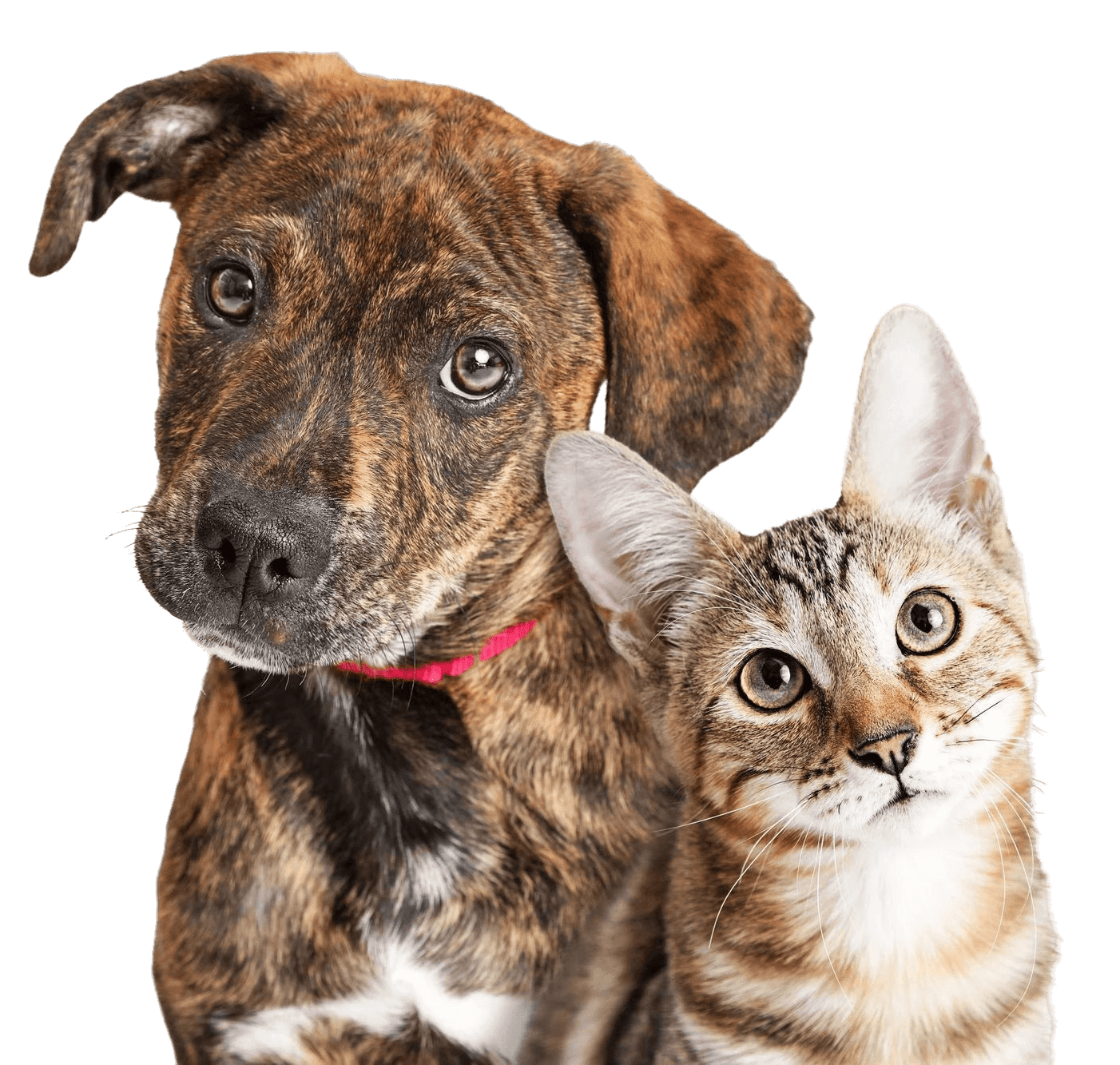 Chien et chat détourés