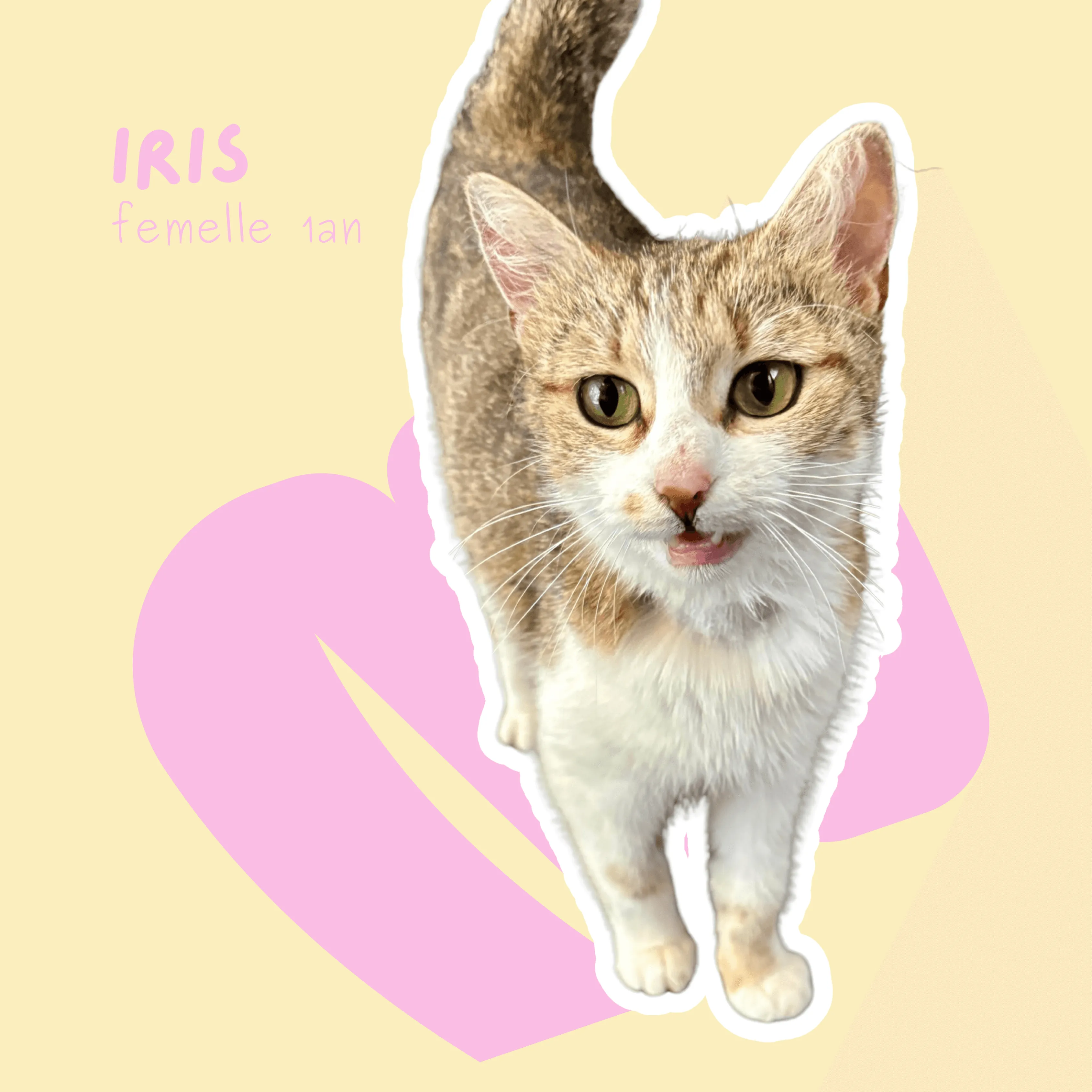 chat-iris