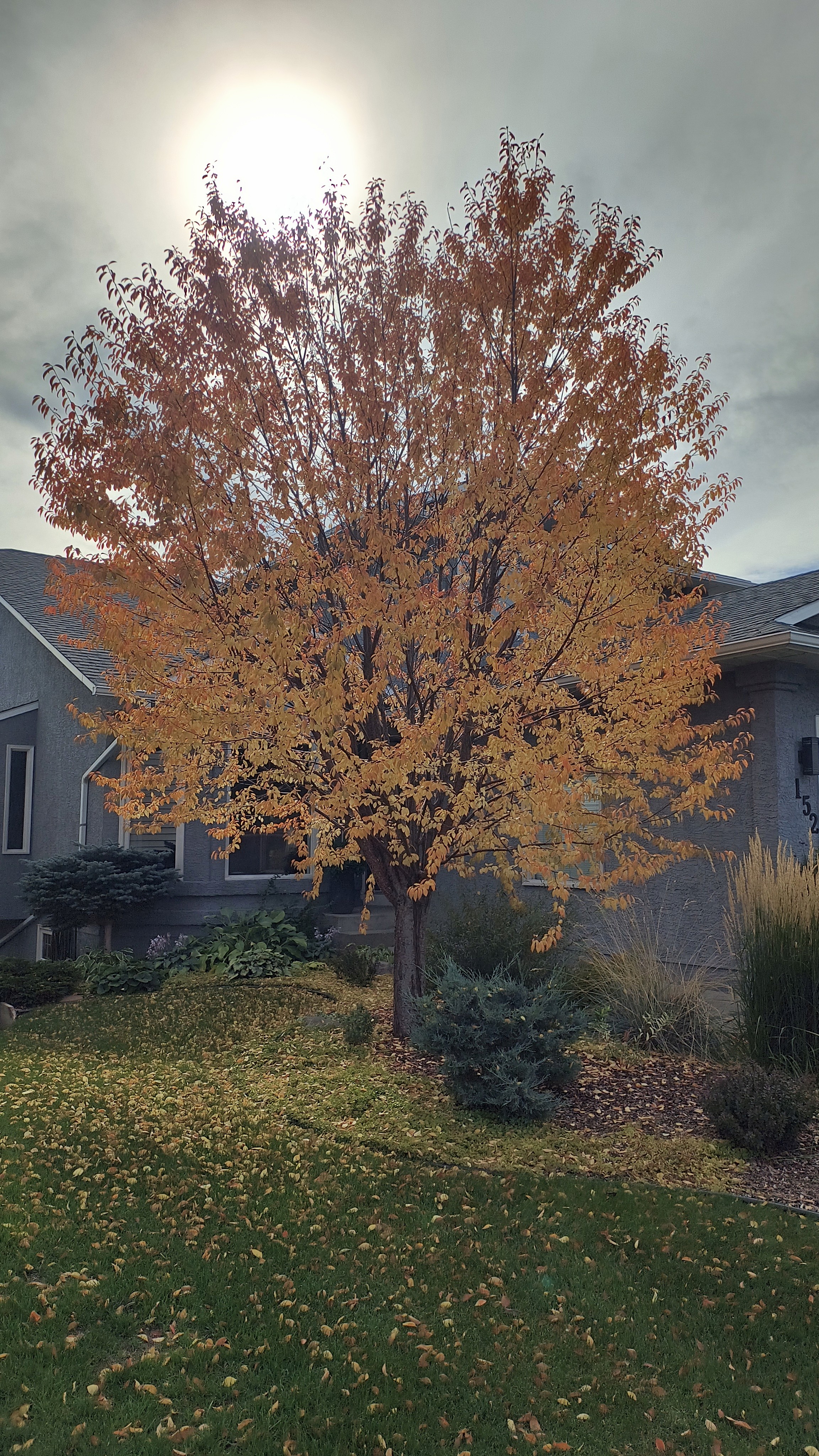 A newly planted tree with orange fall colour.