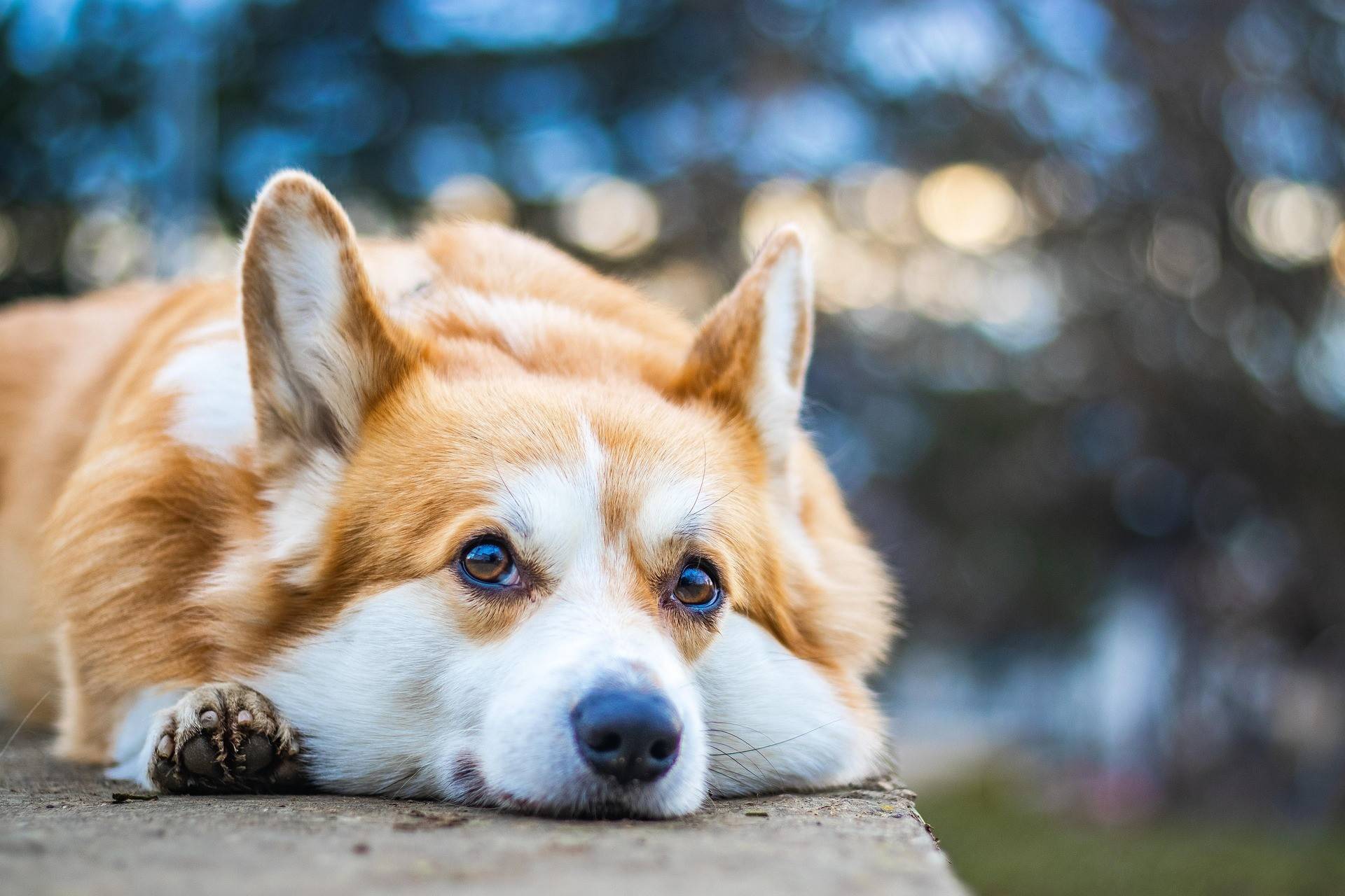 Corgi Diet and Nutrition