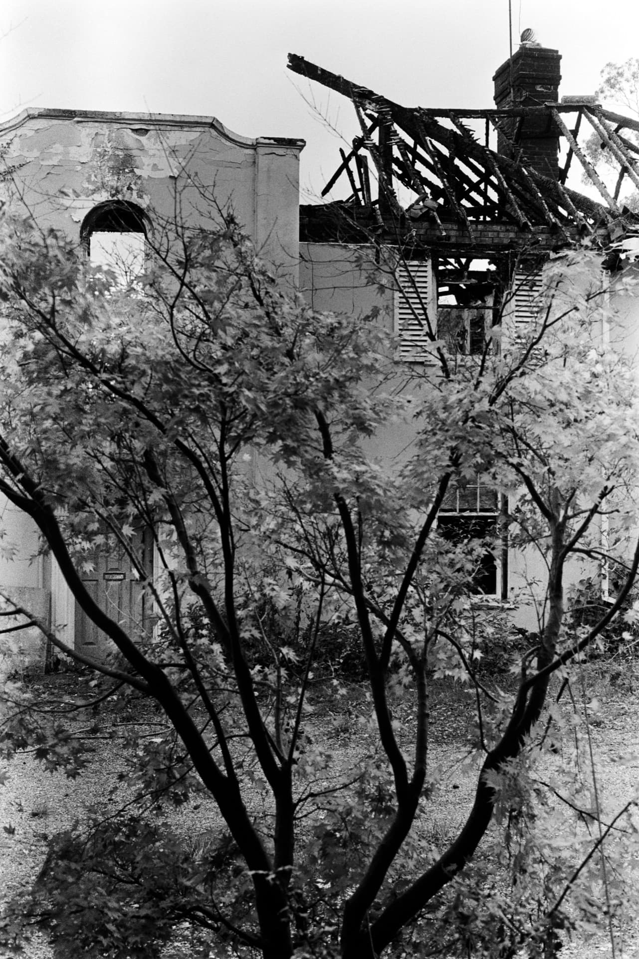 Fire-damaged building with collapsed roof structure and charred timber framing visible through overgrowth