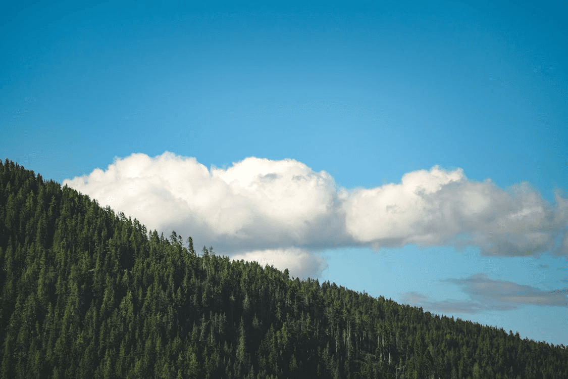 Mountain tree