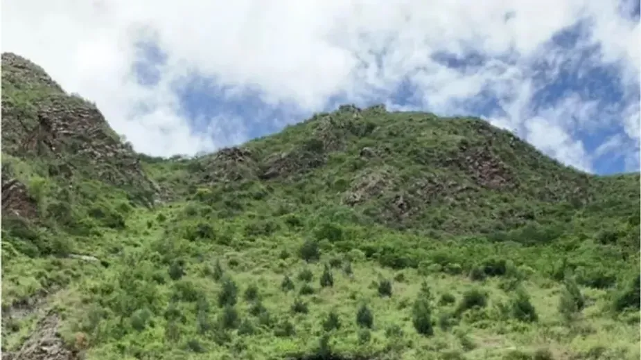 Shrubs and Trees.webp