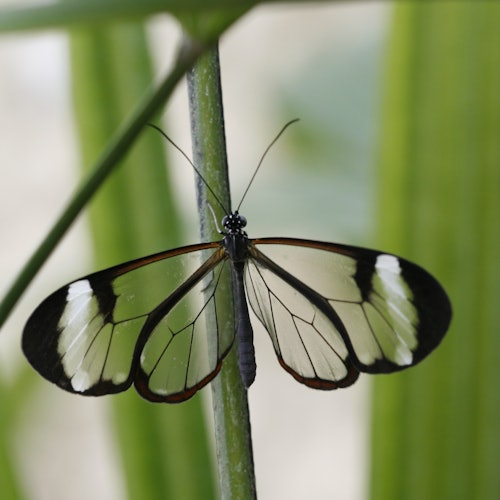 Seekor kupu-kupu dengan sayap transparan yang ditonjolkan dengan pola hitam dan putih, bertengger di batang tanaman hijau.