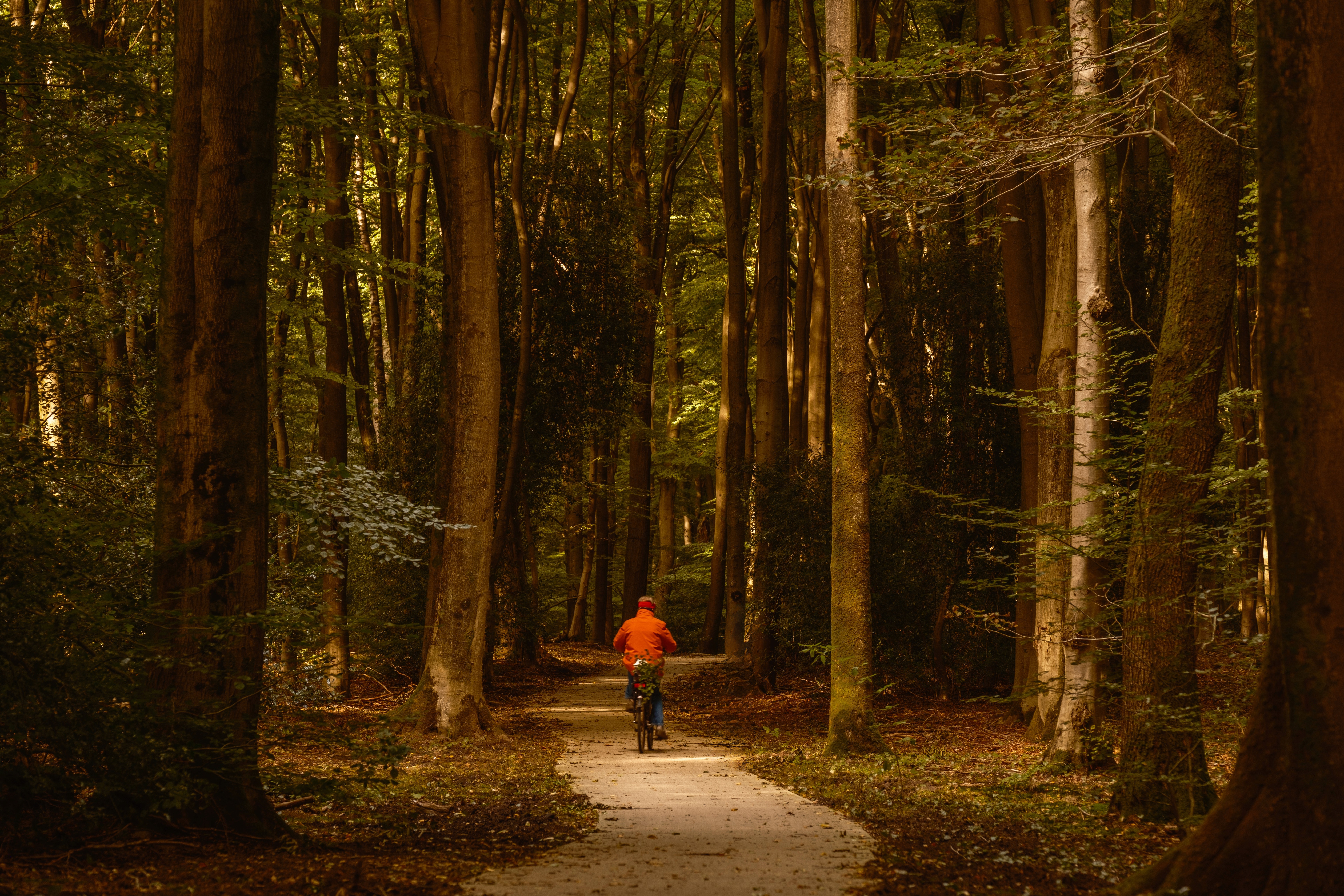 Trail through dune landscape on the coastline of North Sea. 