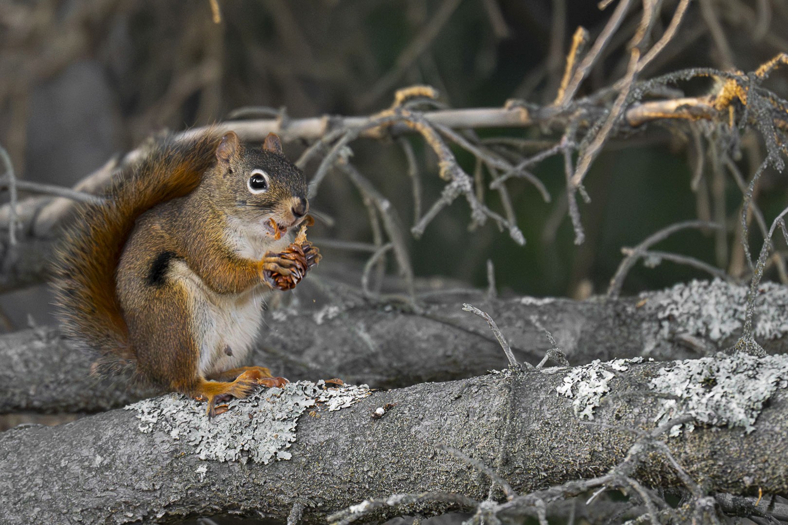 L'écureuil roux mange des pignons de pin