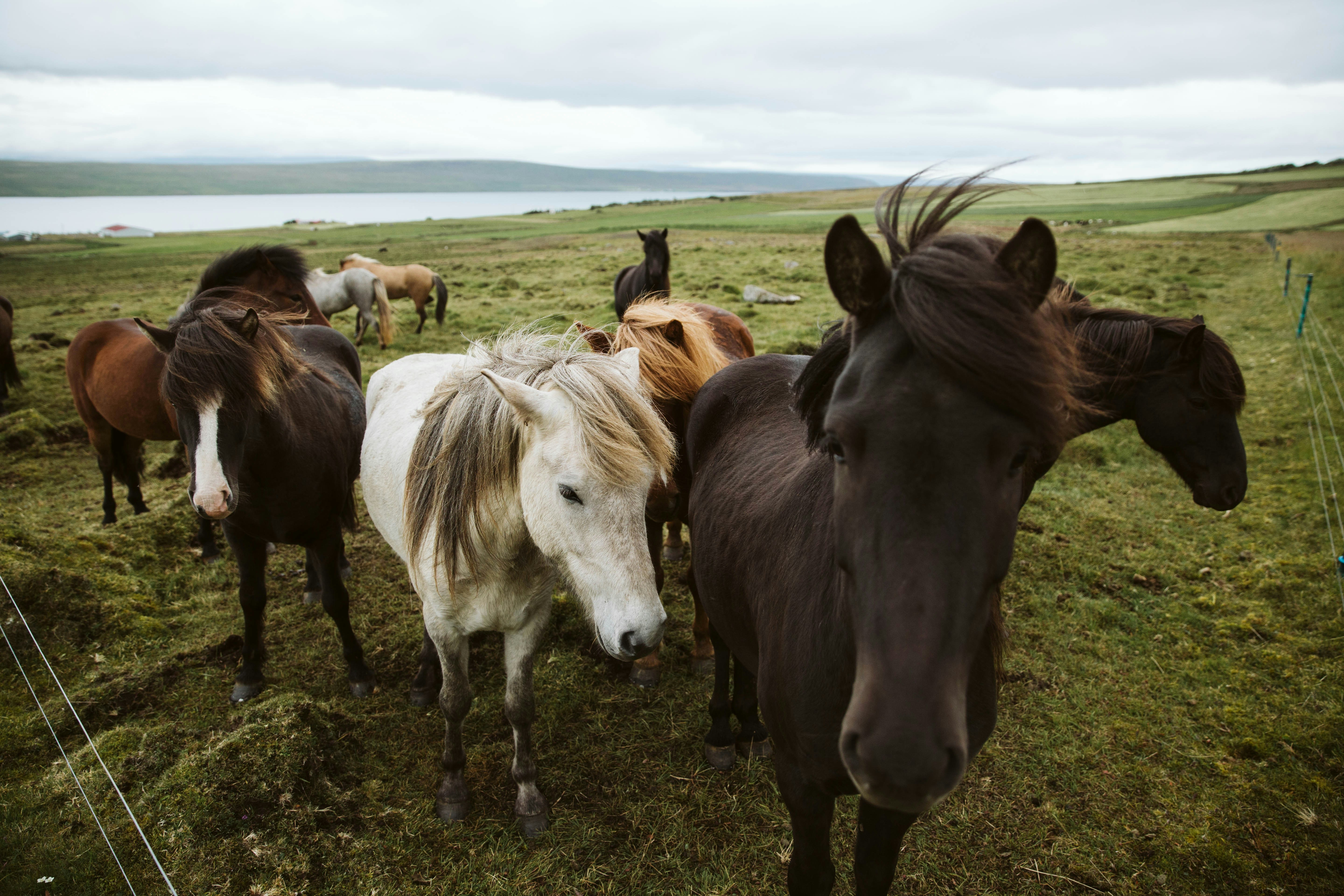 A herd of Icelandic horses gathered in a field beside a river in Iceland.