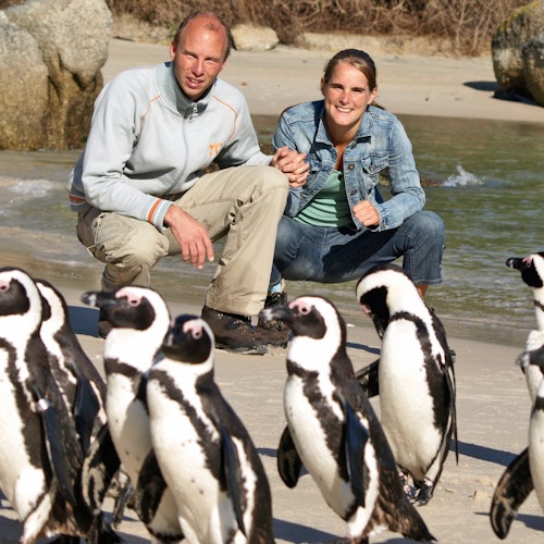 Visitors are getting a close-up view of Penguins at Boulders Beach.