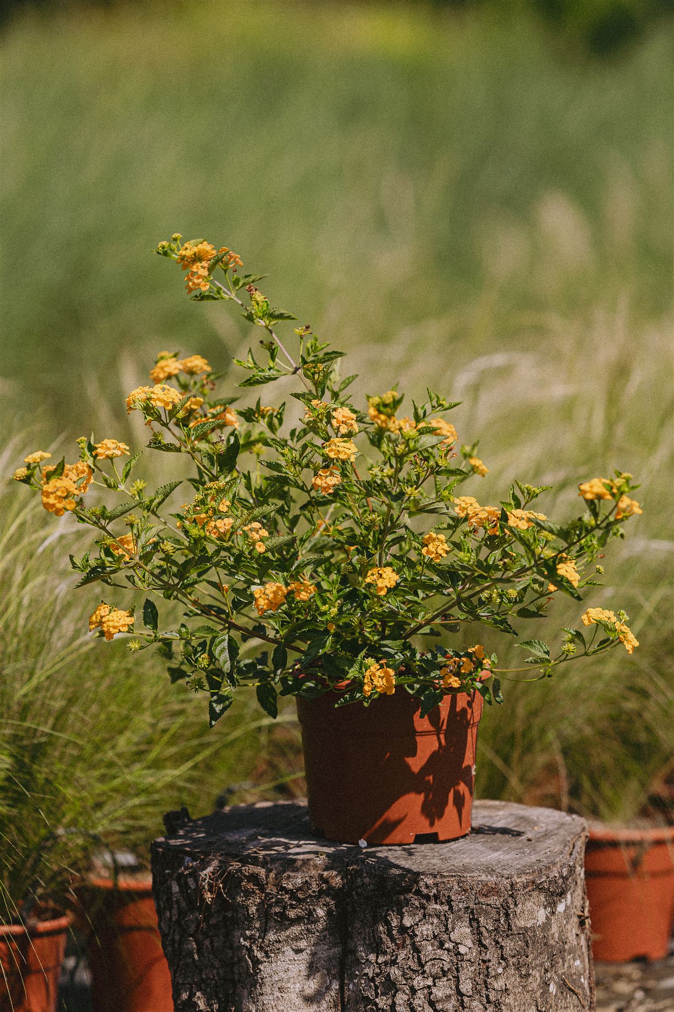 Yellow Lantana Eiviss Garden