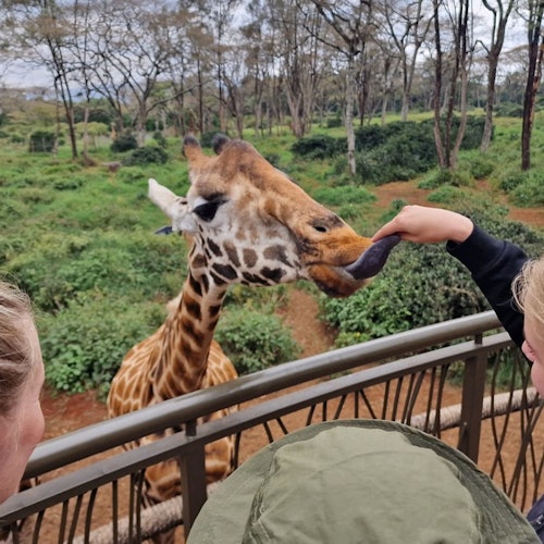 Feeding a giraffe at the giraffe center