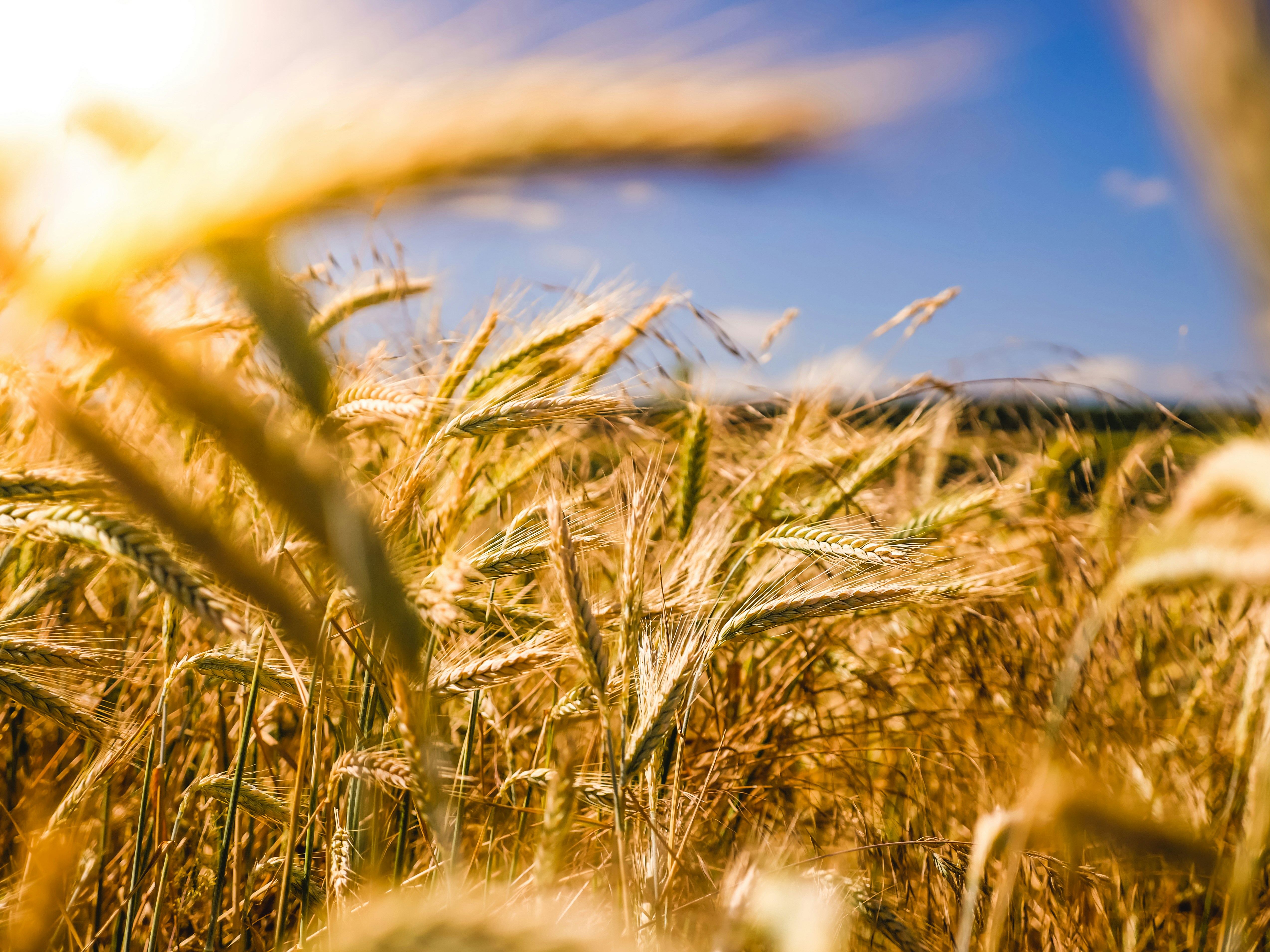 Close up of golden wheat in a large field with blue sky