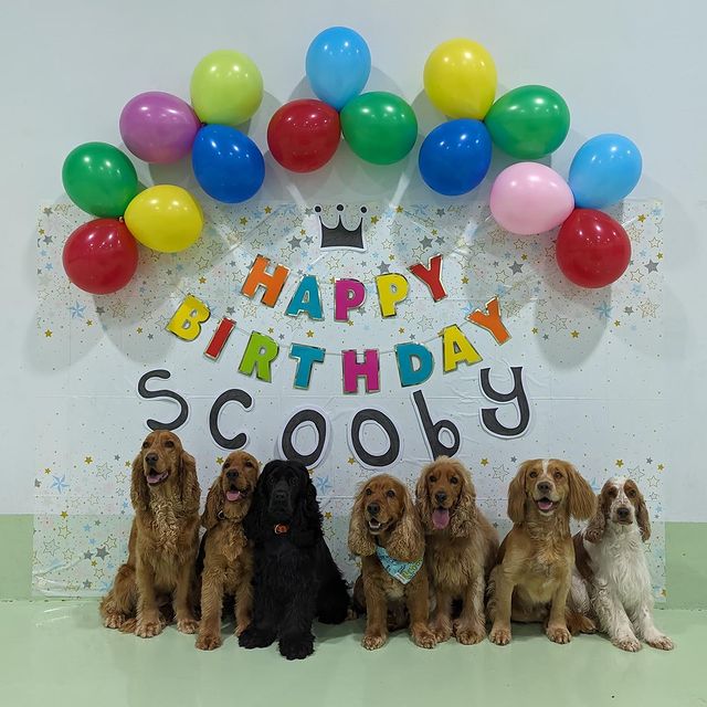 Happy birthday scooby - birthday celebration